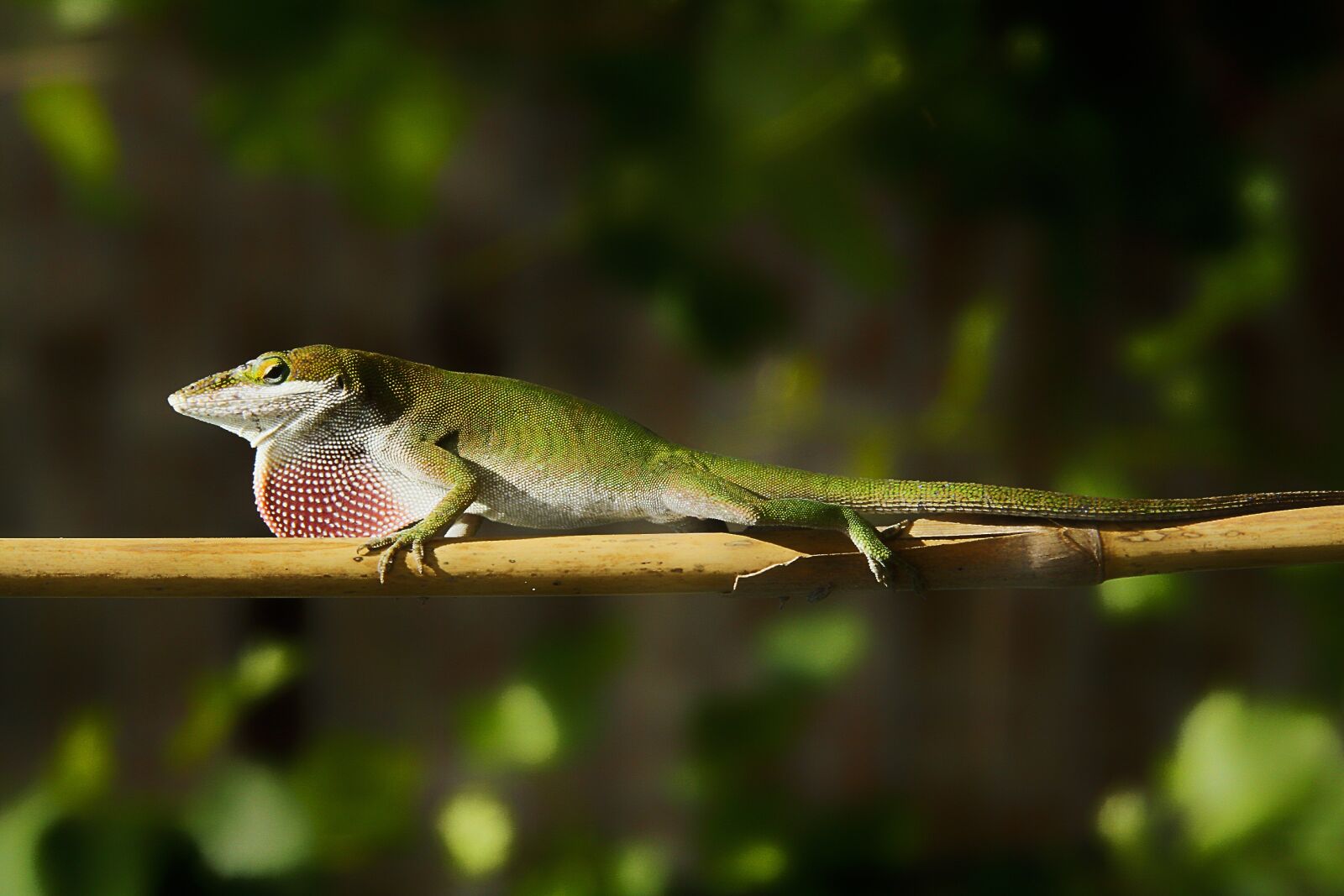 Canon EOS 7D sample photo. Lizard, green, nature photography