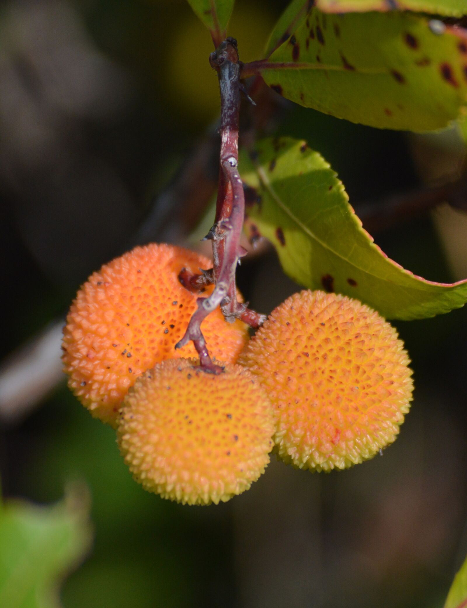 Nikon D3200 sample photo. Nature, green, fruit photography