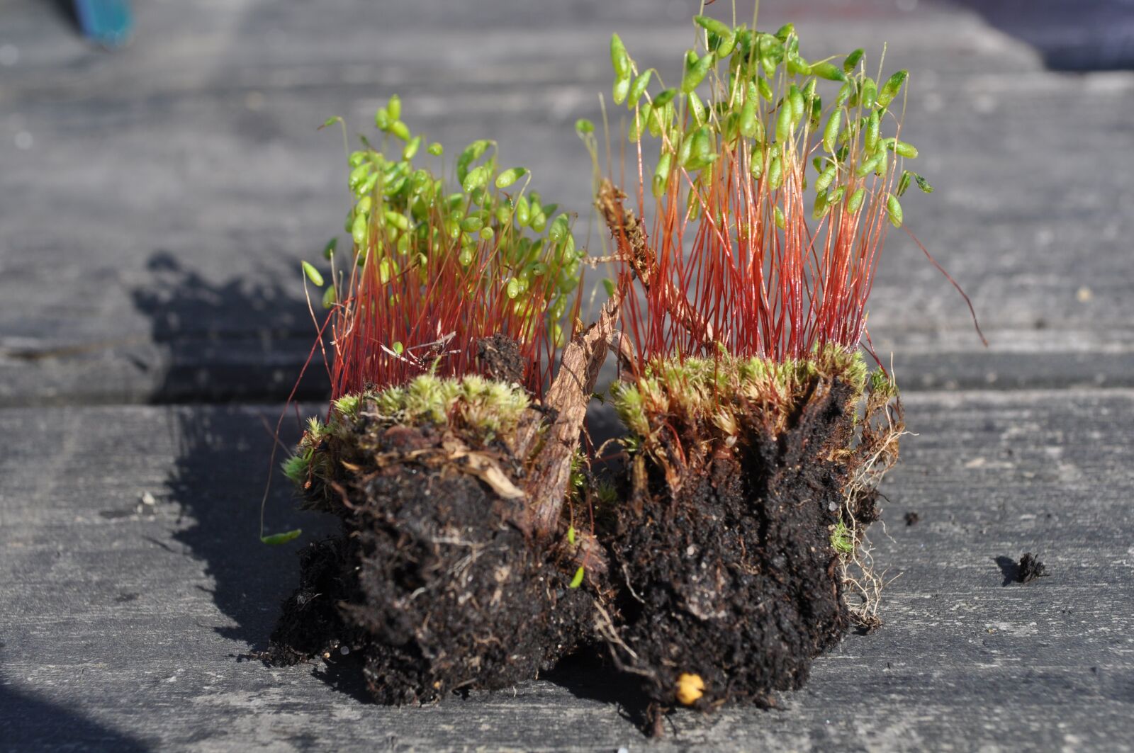 Nikon D5000 sample photo. Moss, earth, germ photography