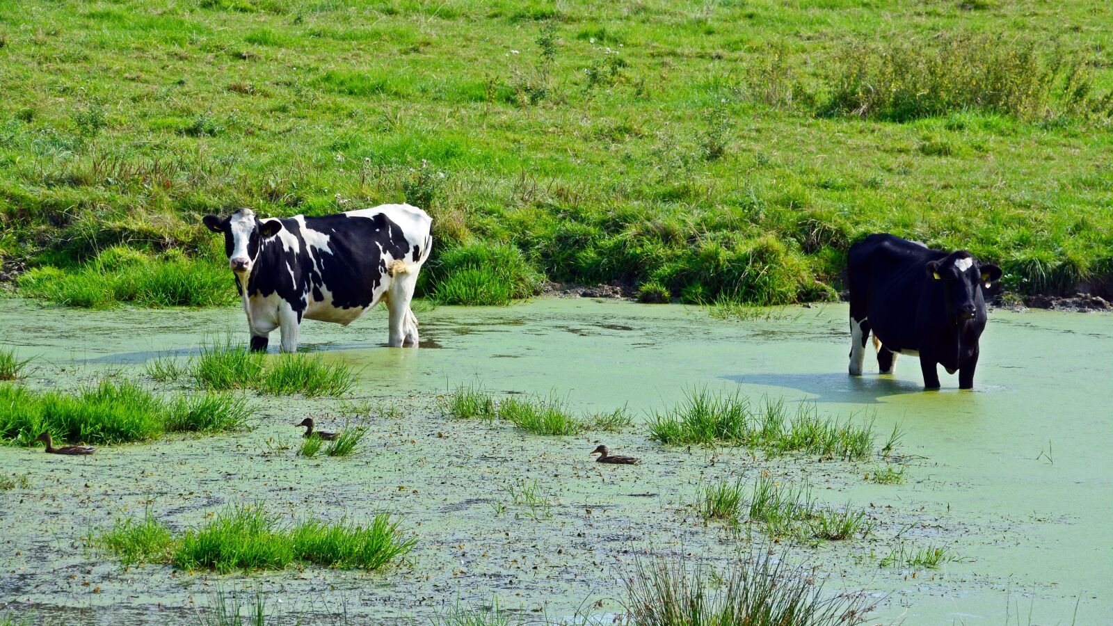 Nikon D5200 sample photo. Cattle, cows, pasture photography