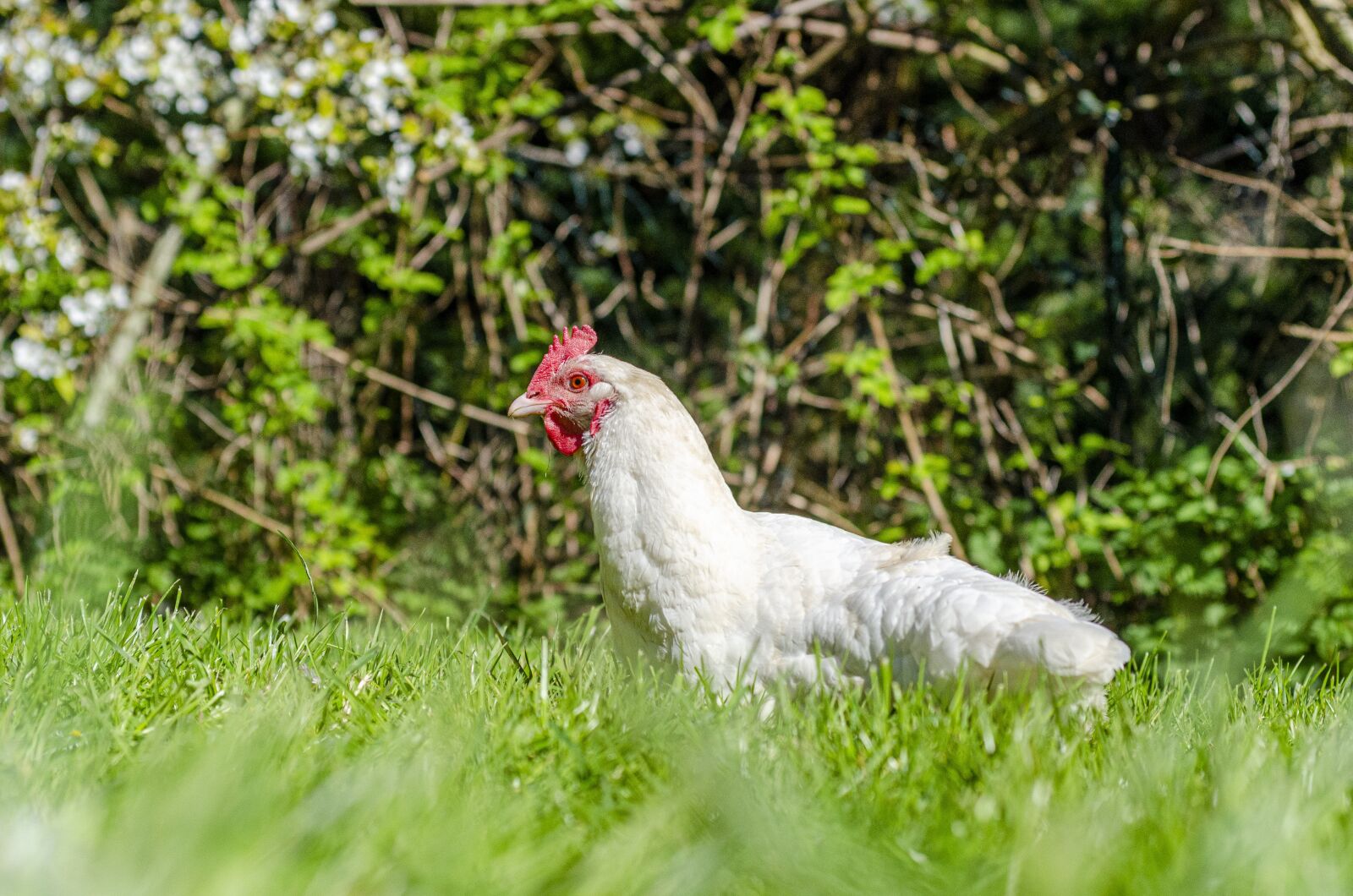 Nikon D7000 sample photo. Hen, grass, prairie photography