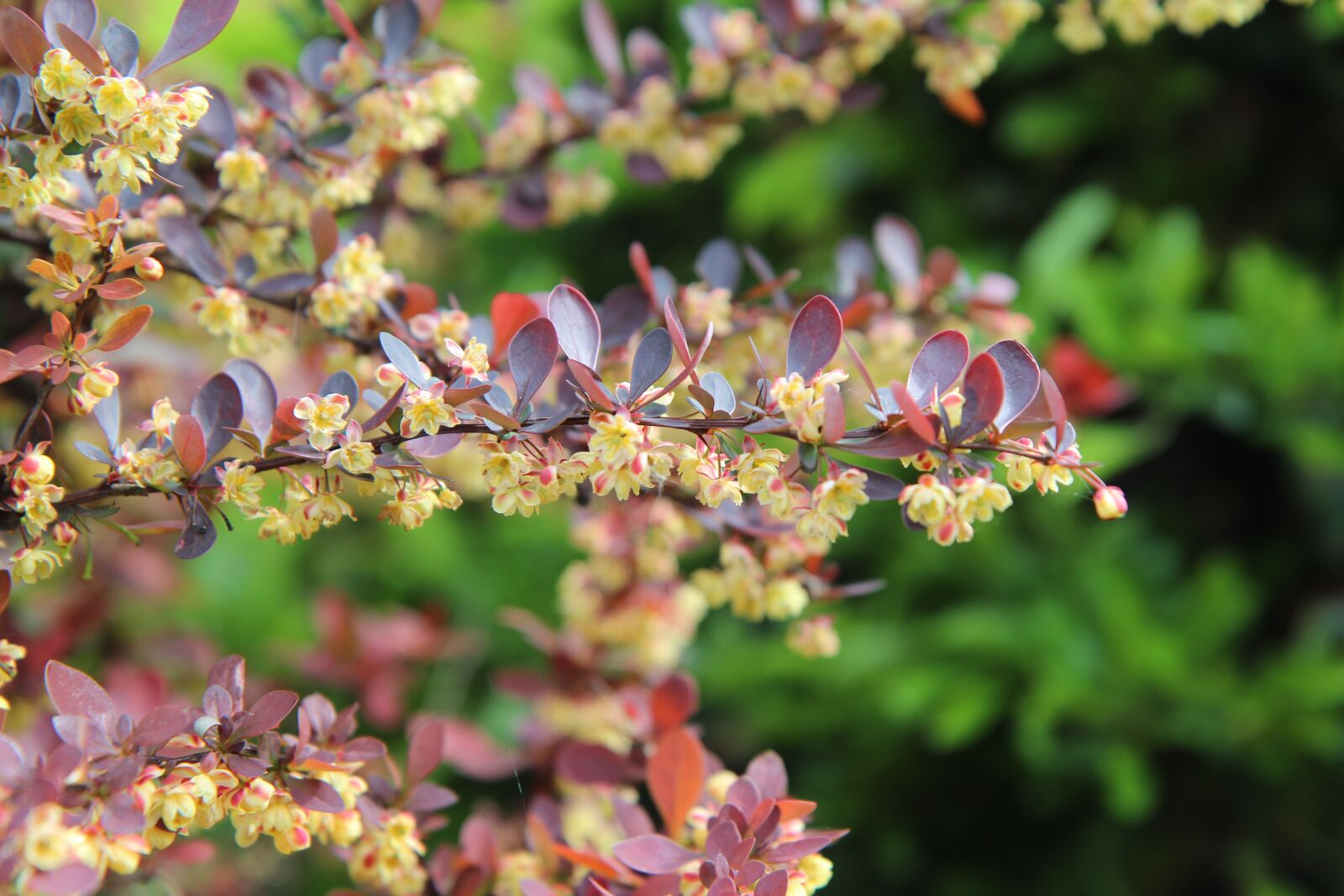 Canon EOS 600D (Rebel EOS T3i / EOS Kiss X5) sample photo. Barbary, thorn, flowers of photography