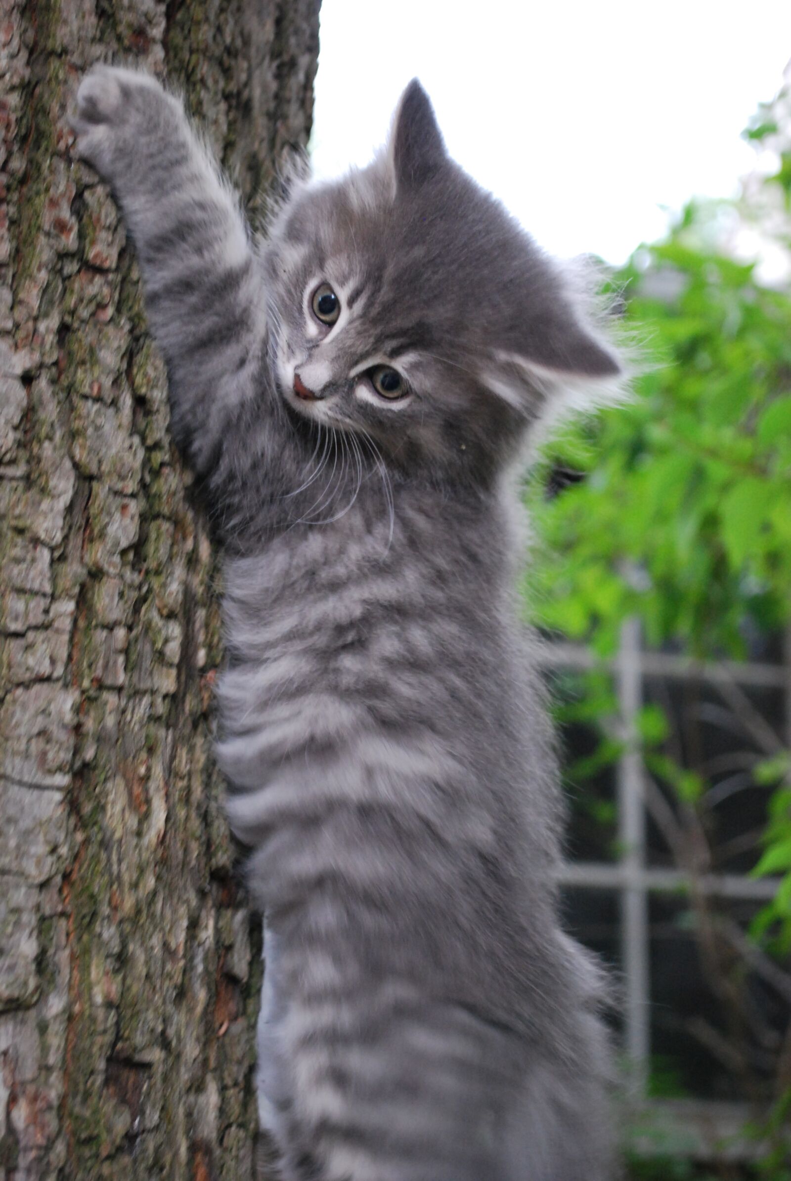 Nikon D60 sample photo. Cat, grey, climbing photography