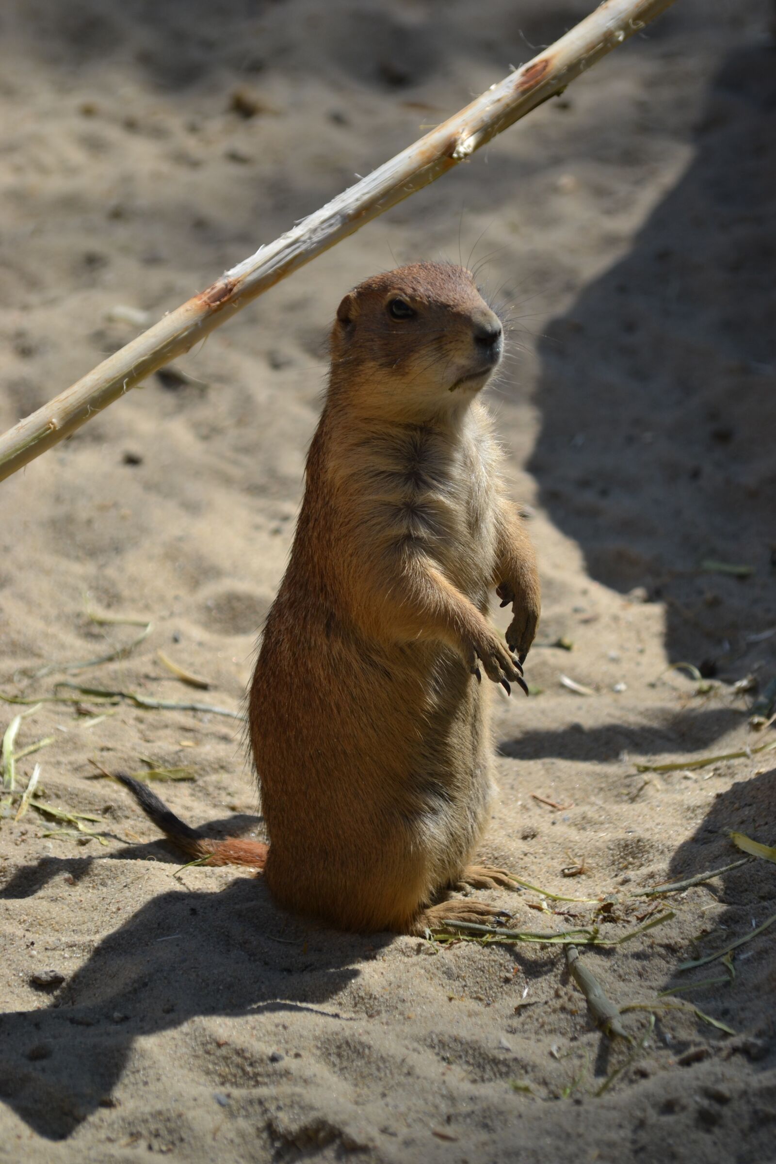 Nikon D3100 sample photo. Meerkat, vigilant, animal photography