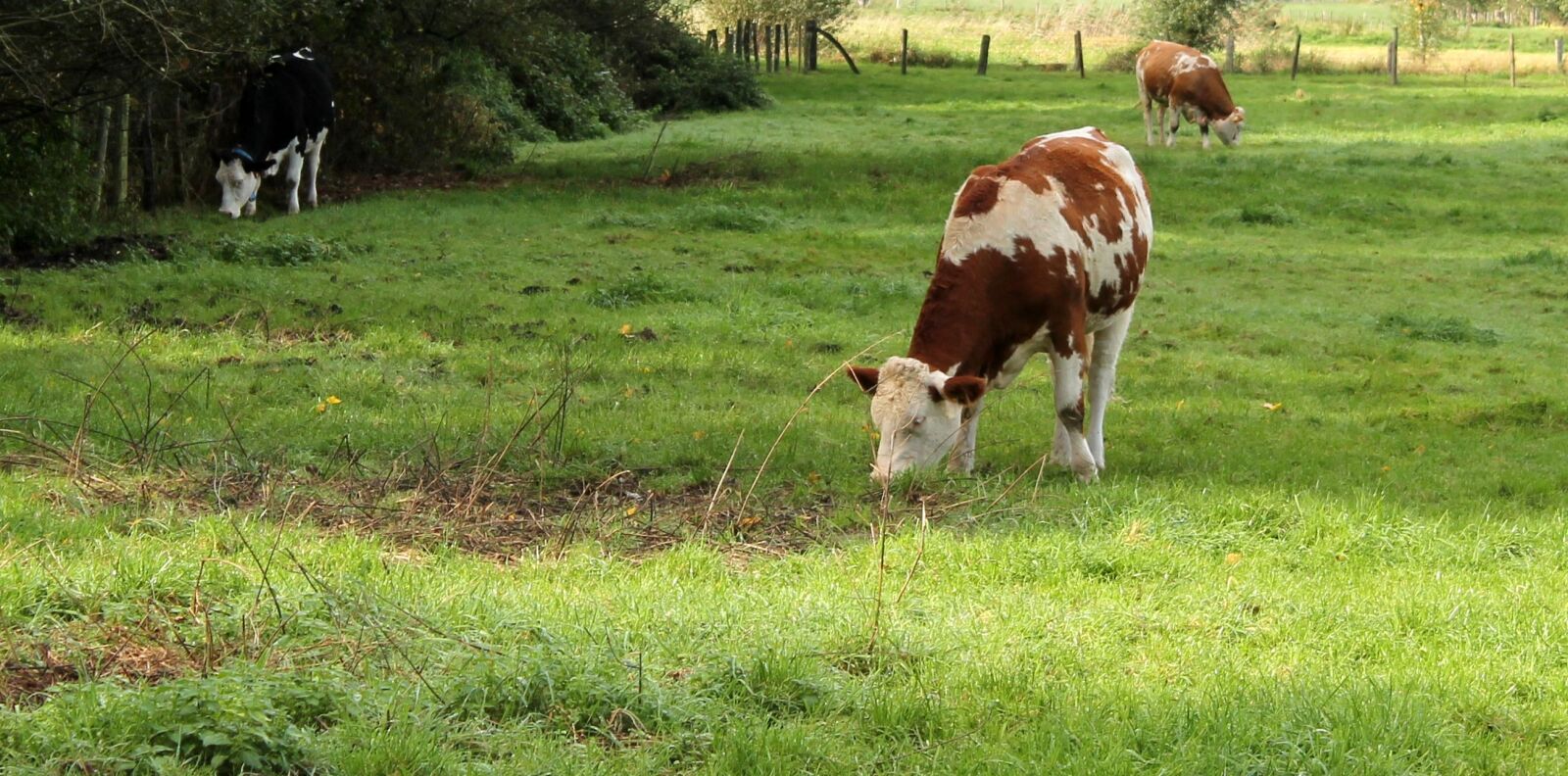 Canon EOS 1100D (EOS Rebel T3 / EOS Kiss X50) sample photo. Cow, cows, pasture photography