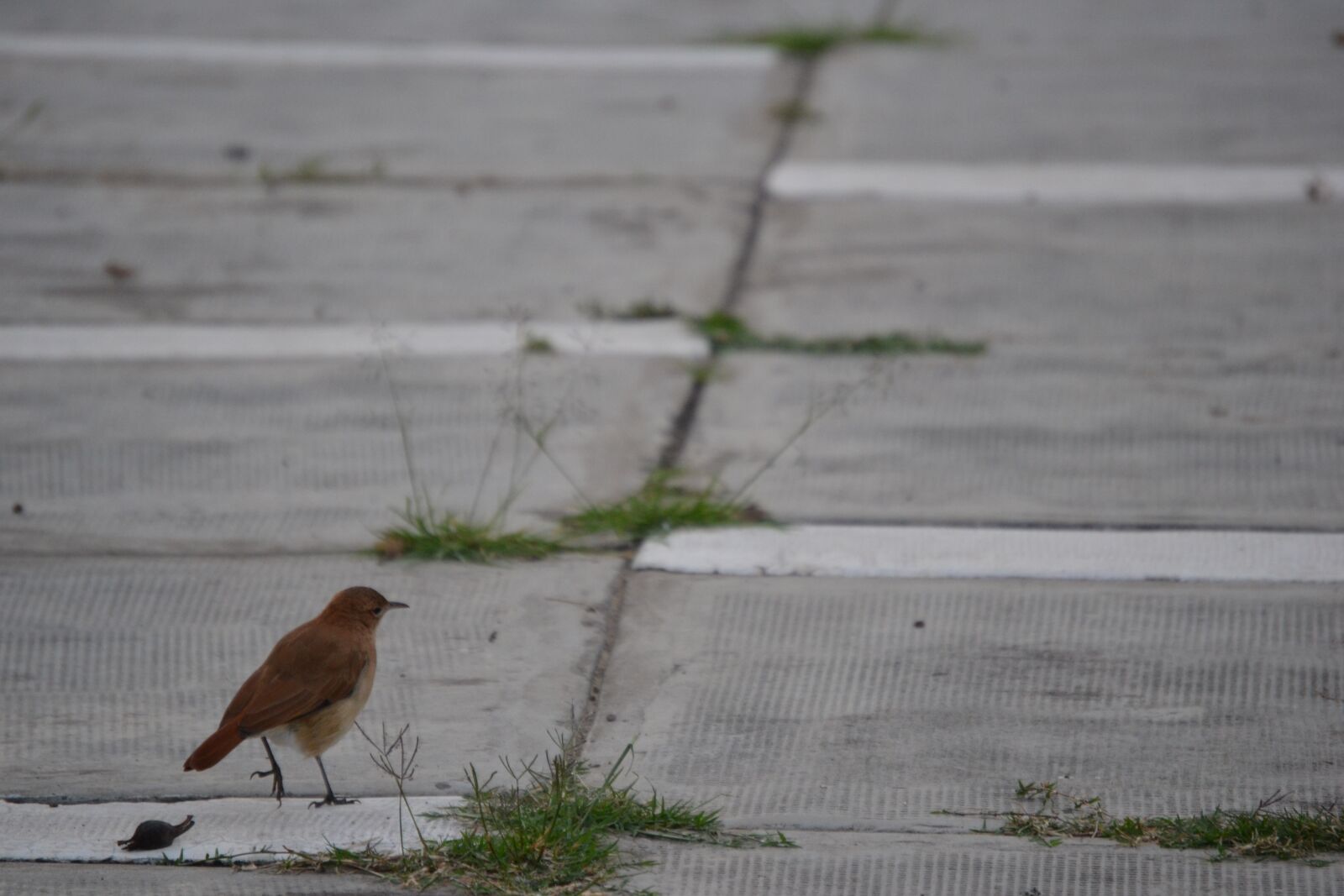 Nikon D3100 sample photo. Small bird, park, cement photography