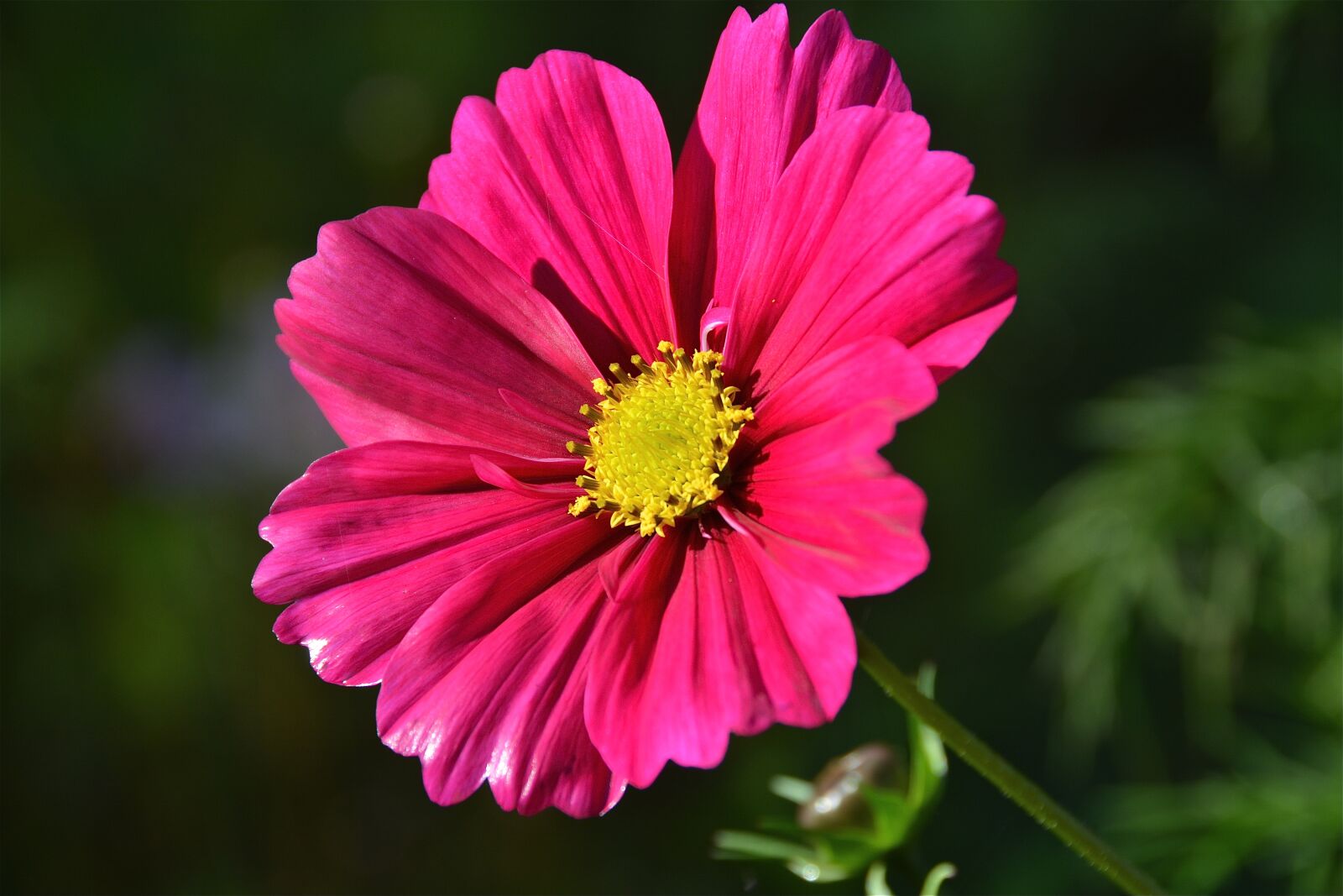 Nikon D7100 sample photo. Flower, pink, nature photography