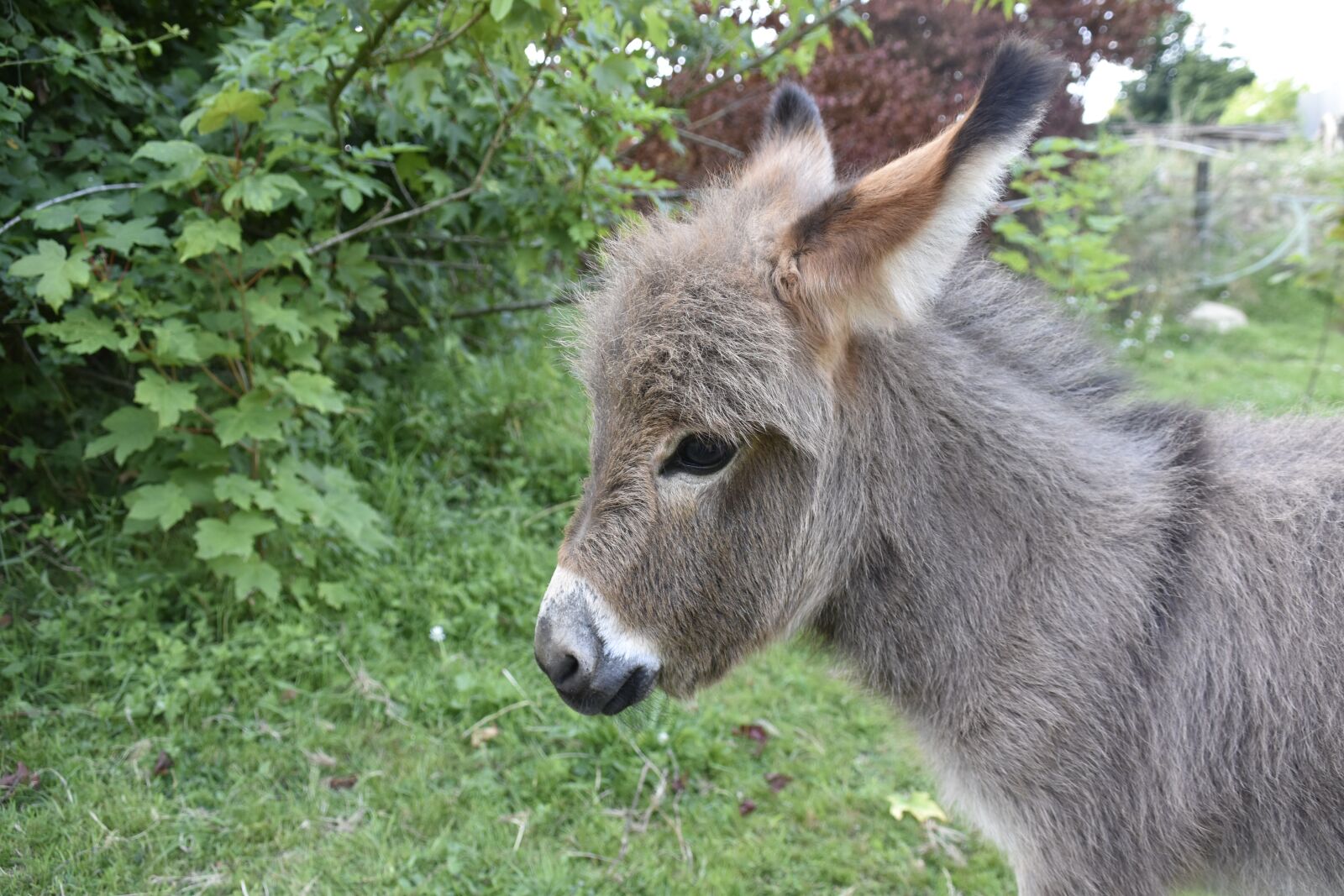 Nikon D5600 sample photo. Donkey, donkey miniature, small photography