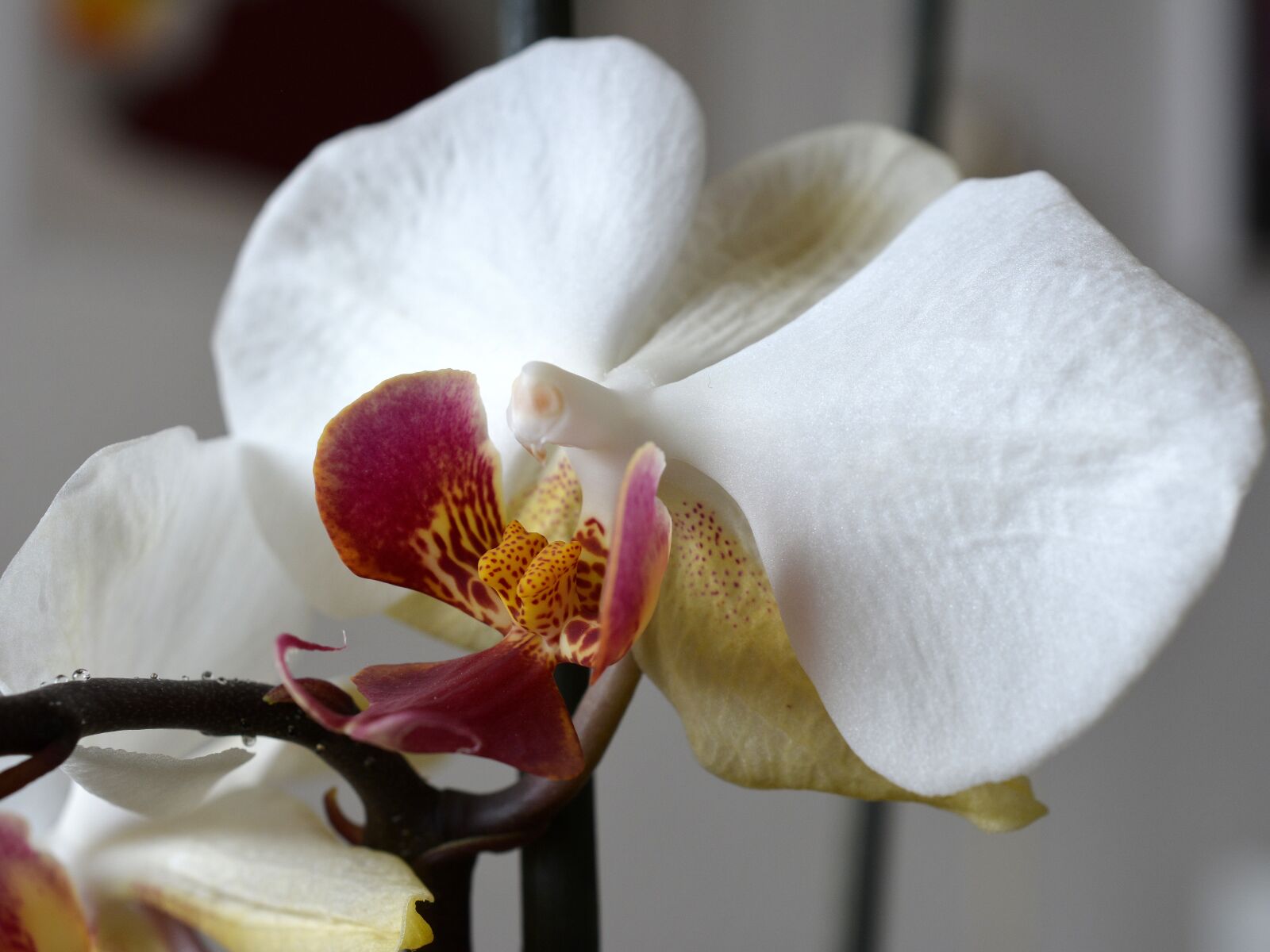 Nikon D7100 sample photo. Orchid, orchideenblüte, blossom photography