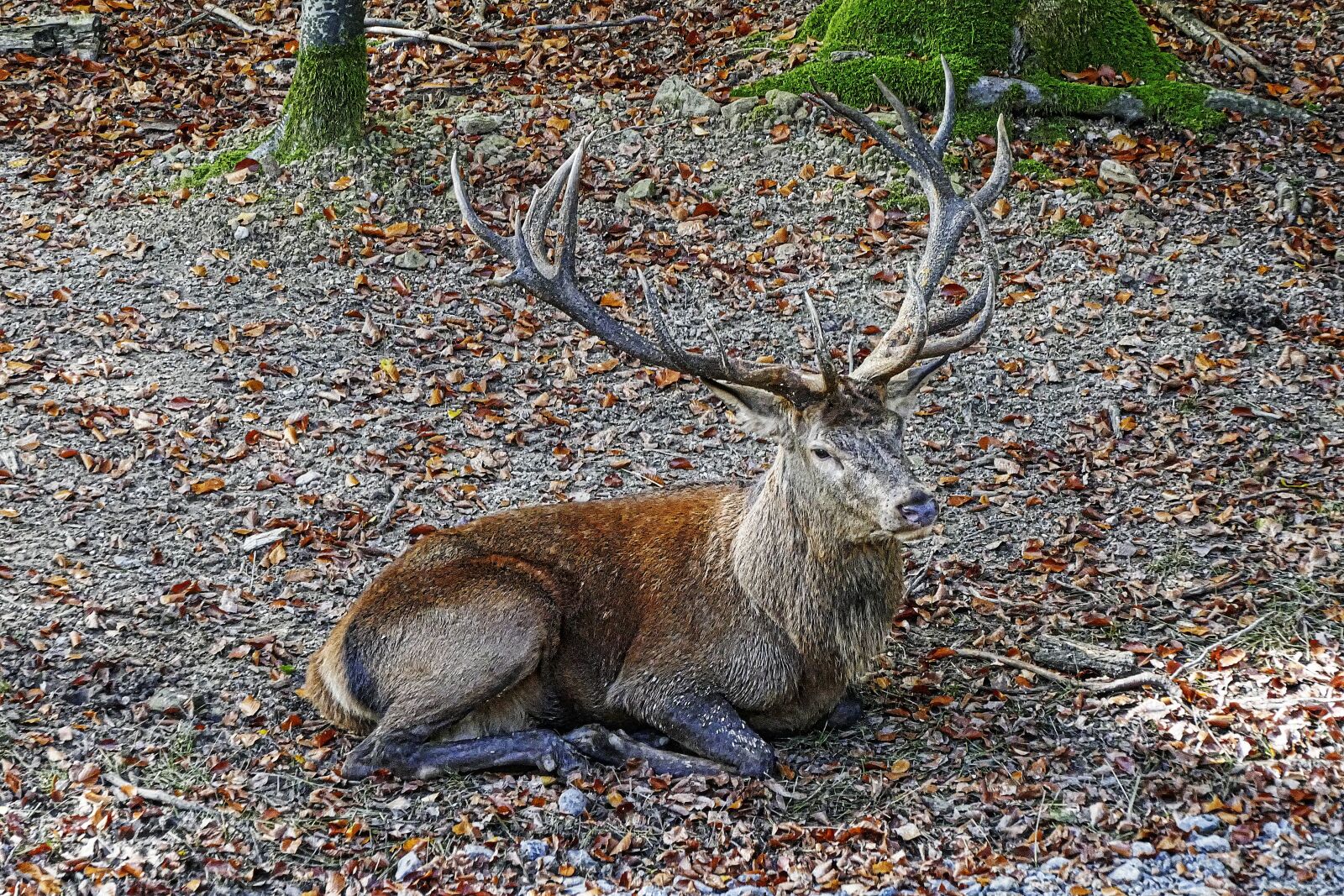 Panasonic Lumix DMC-FZ1000 sample photo. Red deer, antler, hirsch photography