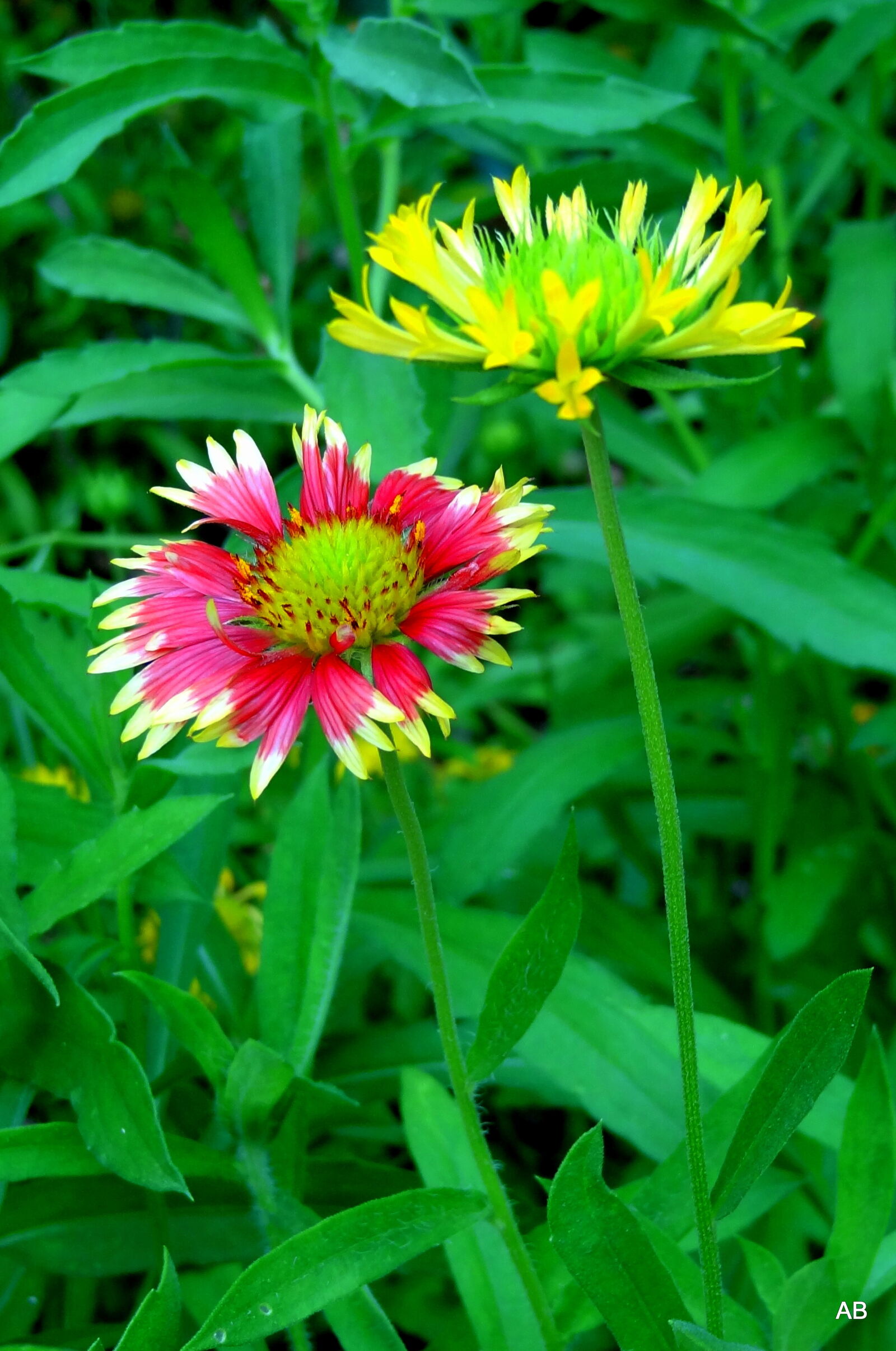 Sony Cyber-shot DSC-HX9V sample photo. Blooming, flowers photography
