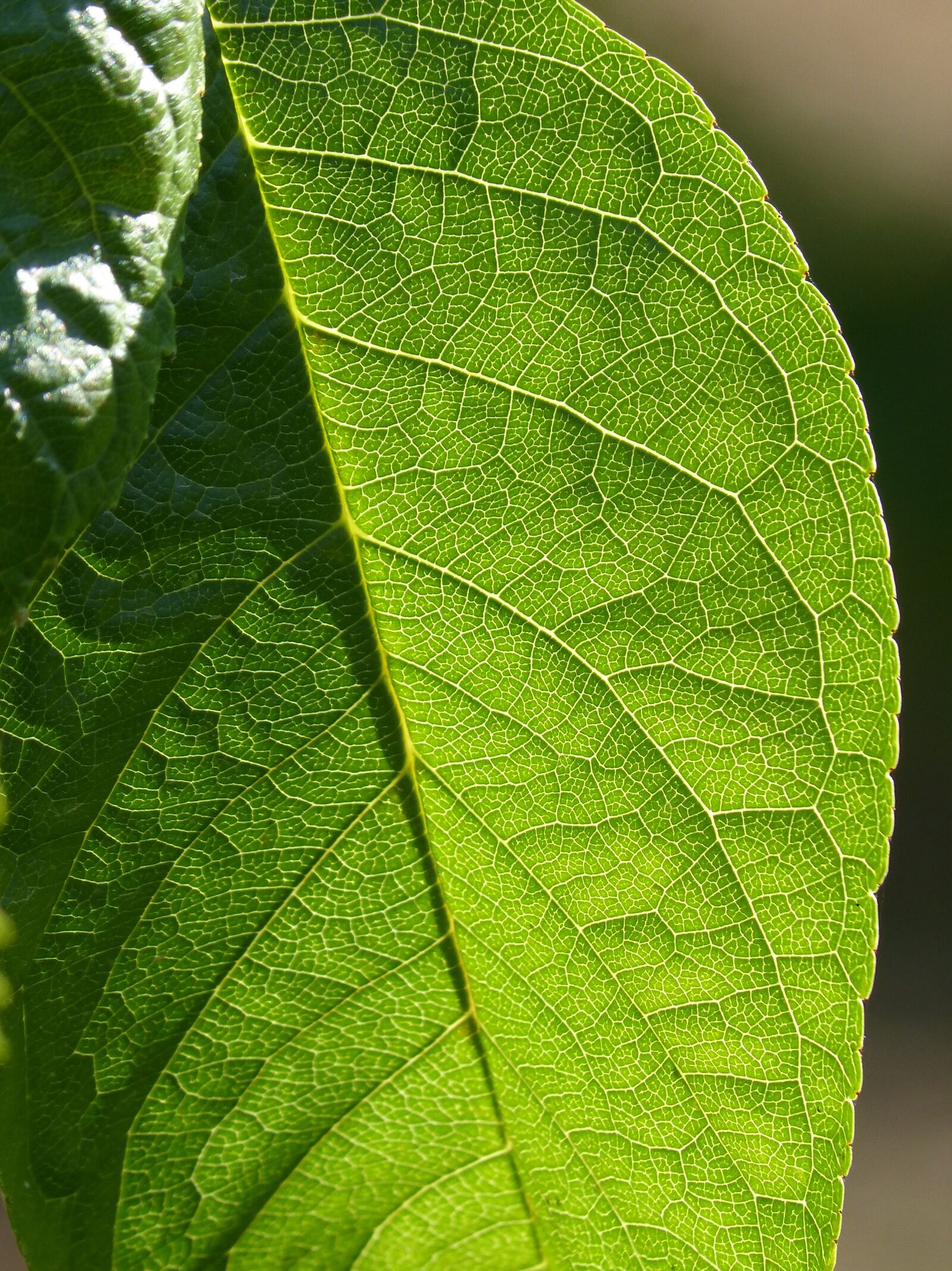 Panasonic DMC-FZ62 sample photo. Leaf, plant background, ramifications photography