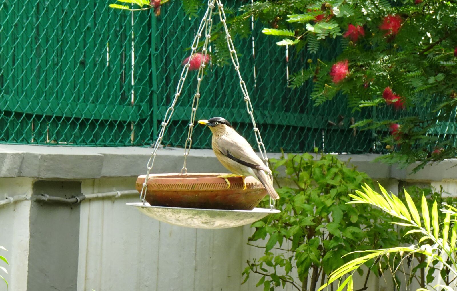 Sony DSC-WX800 sample photo. Bird, myna, mynah photography