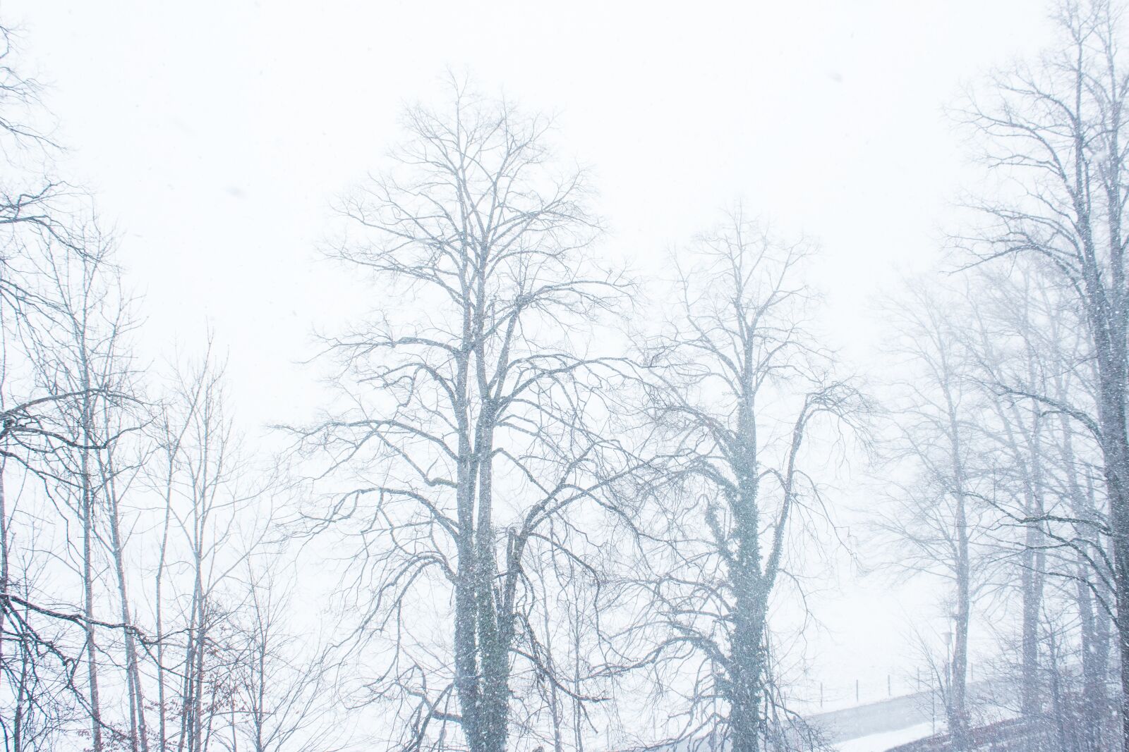 Canon EOS 1300D (EOS Rebel T6 / EOS Kiss X80) sample photo. Snow flurry, winter, snow photography