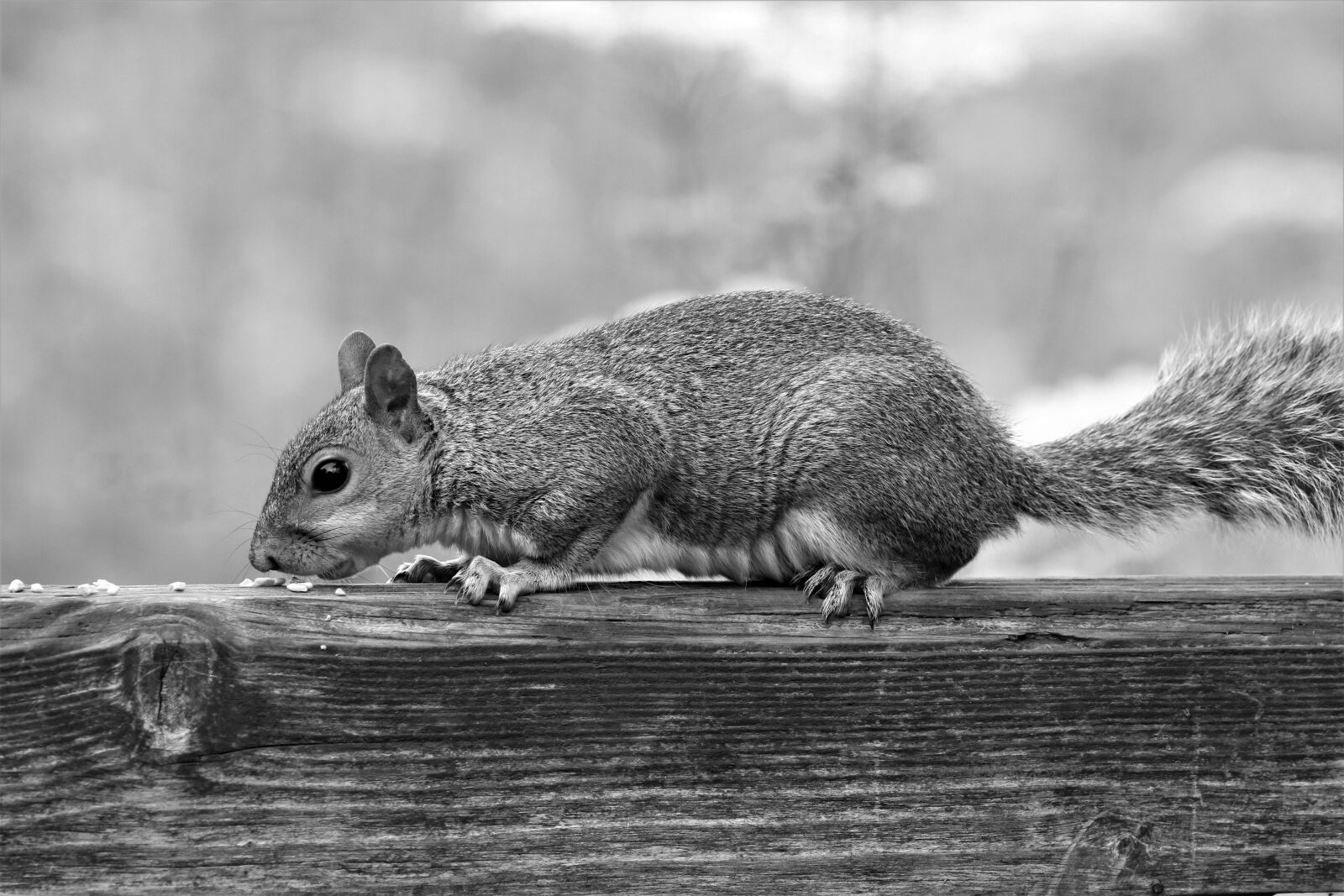 Canon EOS 7D Mark II sample photo. Squirrel, nature, close up photography