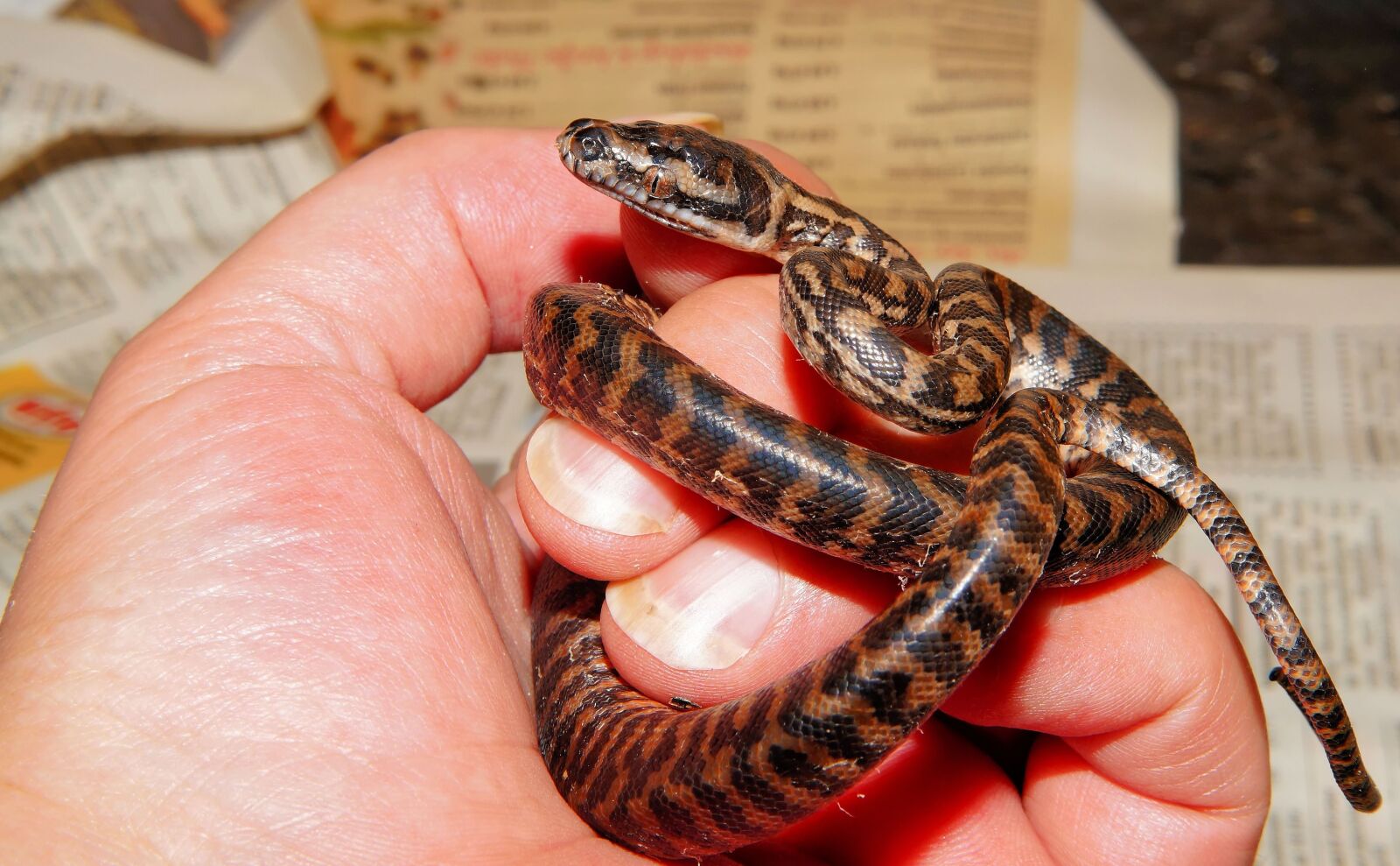 Sony SLT-A58 sample photo. Snake, baby snake, carpet photography