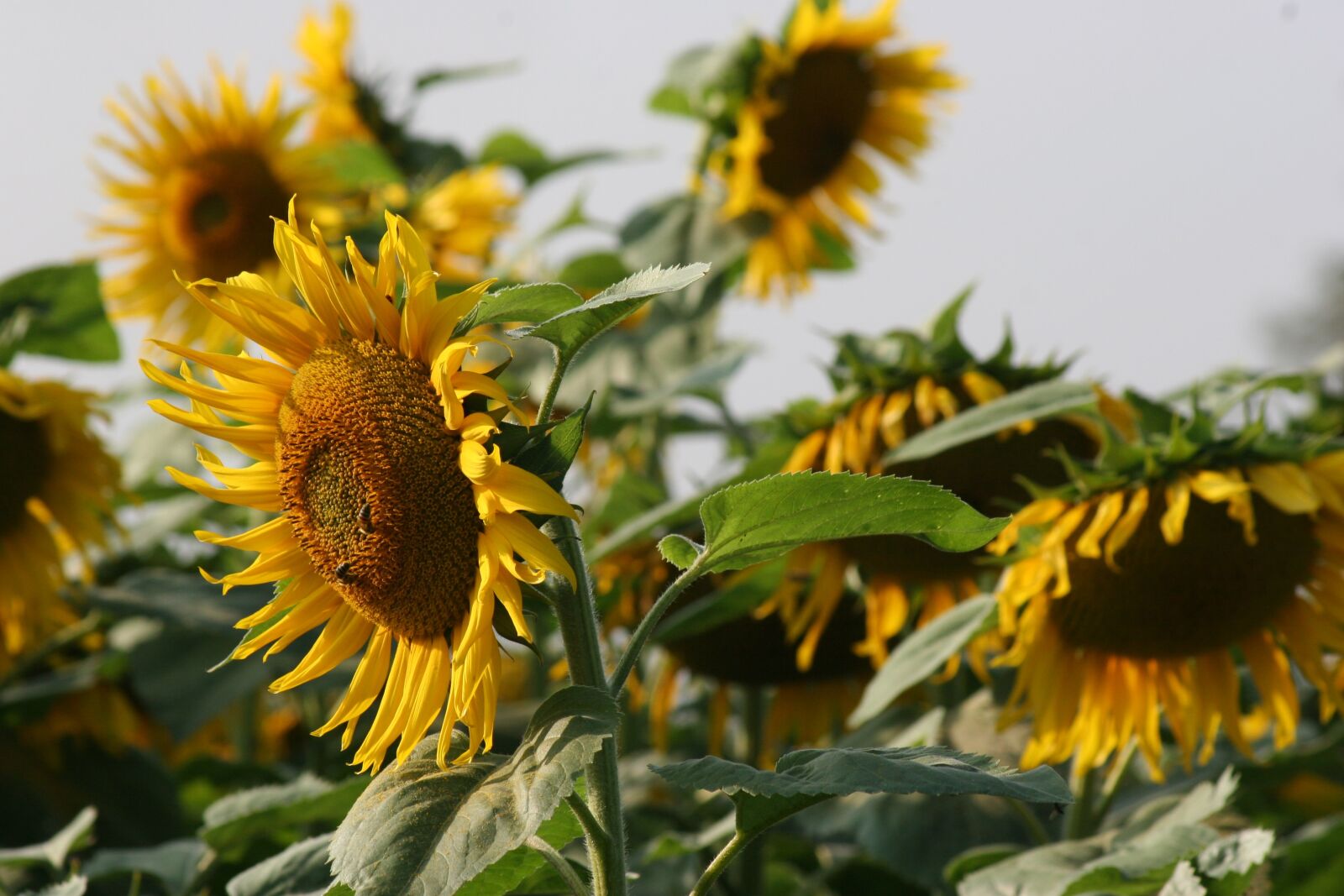 Canon EOS 20D sample photo. Sunflower, blossom, bloom photography