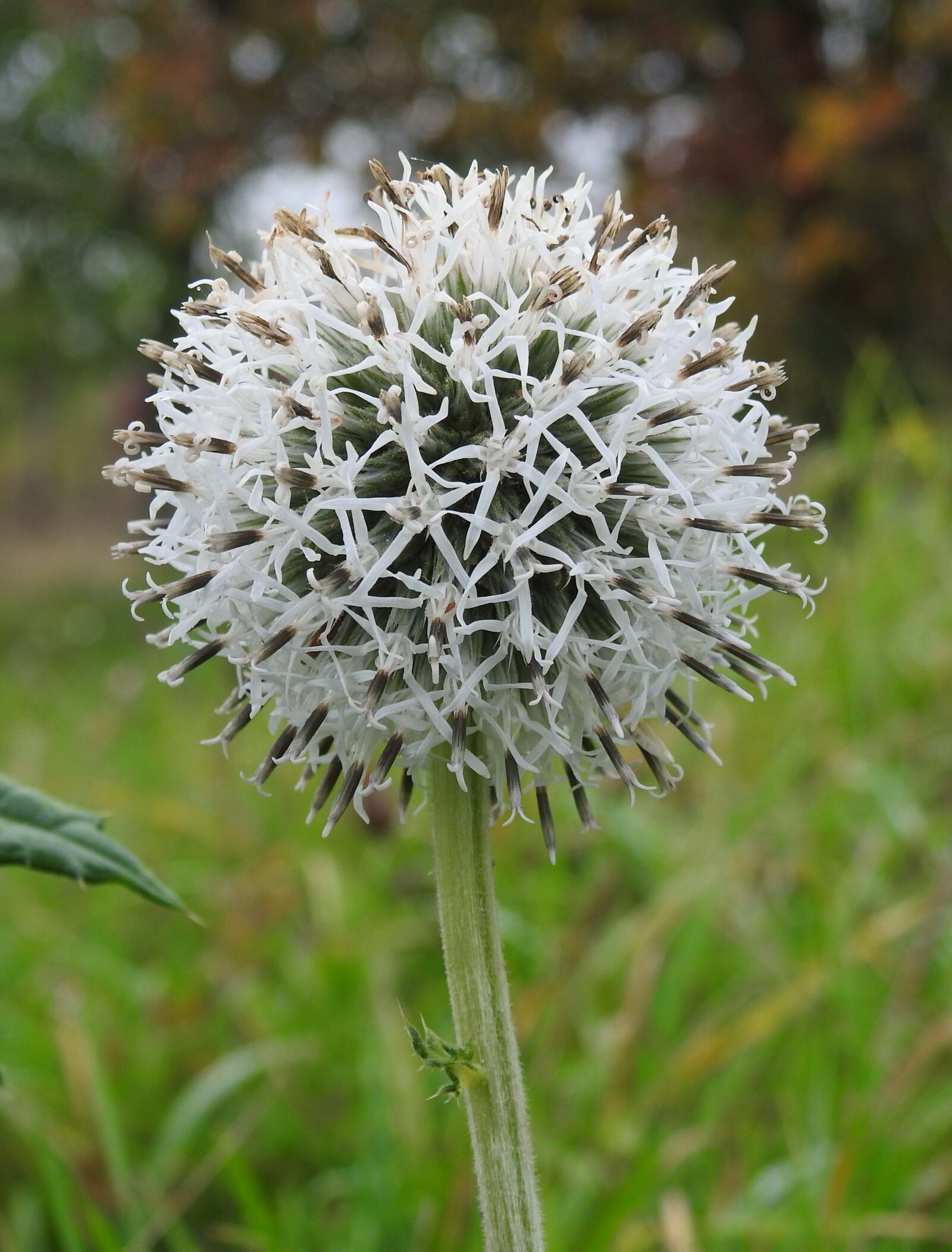 Nikon Coolpix P900 sample photo. Thistle, nature, wild photography
