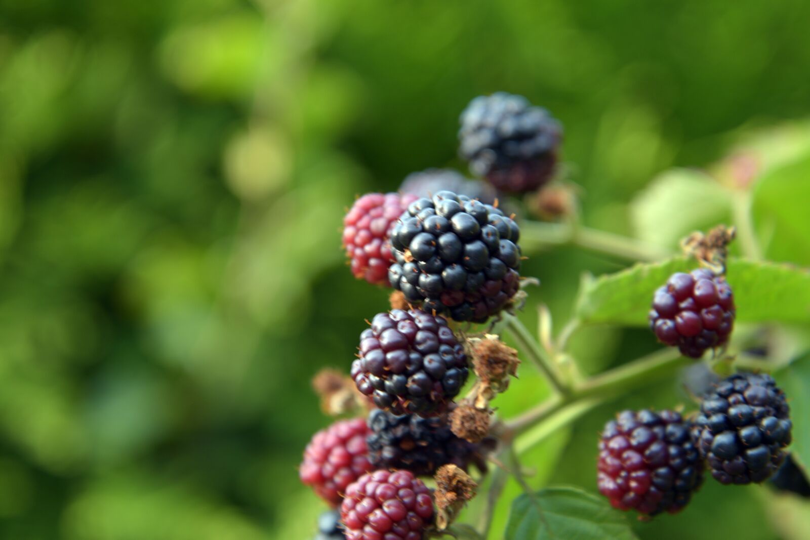 Nikon D3300 sample photo. Bush, fruit, blackberries photography