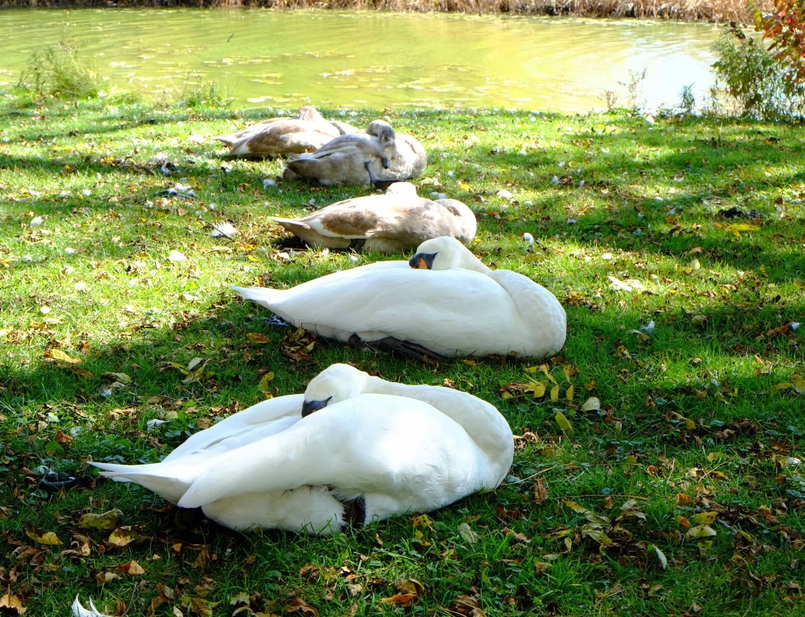 Fujifilm X-E1 sample photo. Sleeping swans, young signets photography