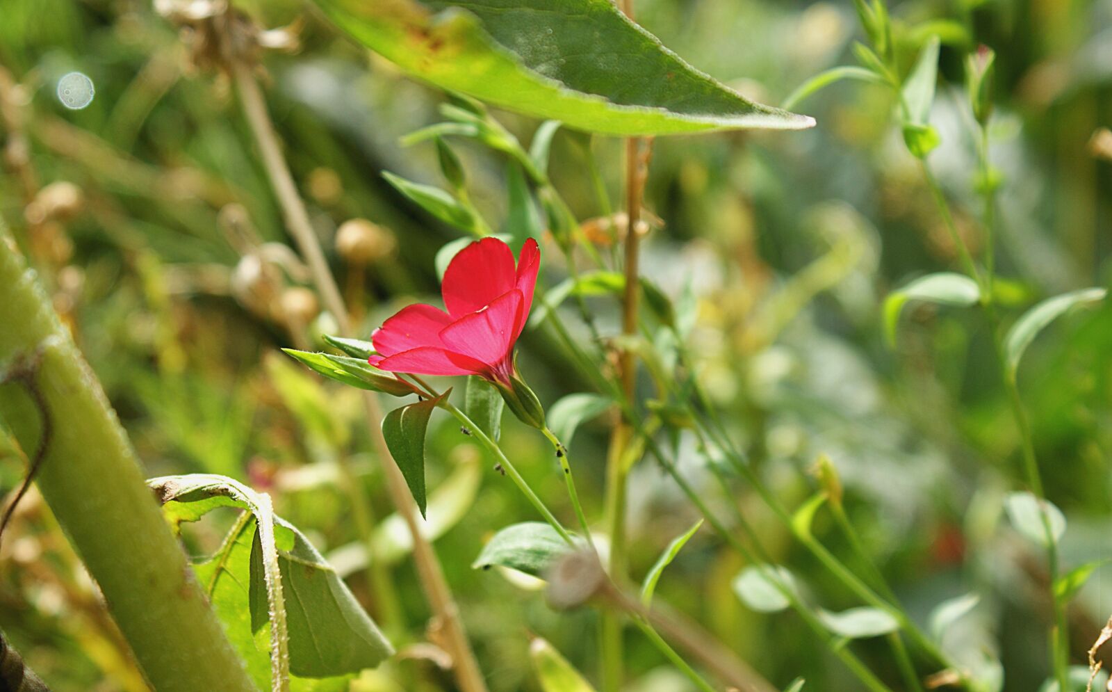 Sony Alpha DSLR-A350 sample photo. Field flowers, red, flower photography