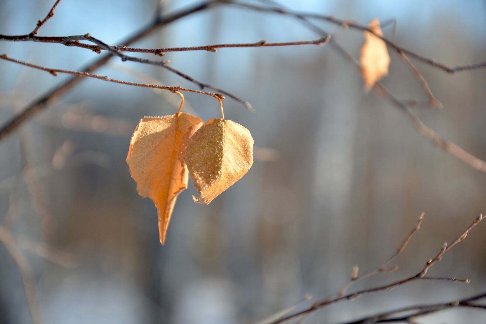 Nikon D3100 sample photo. Leaves, yellow, winter photography