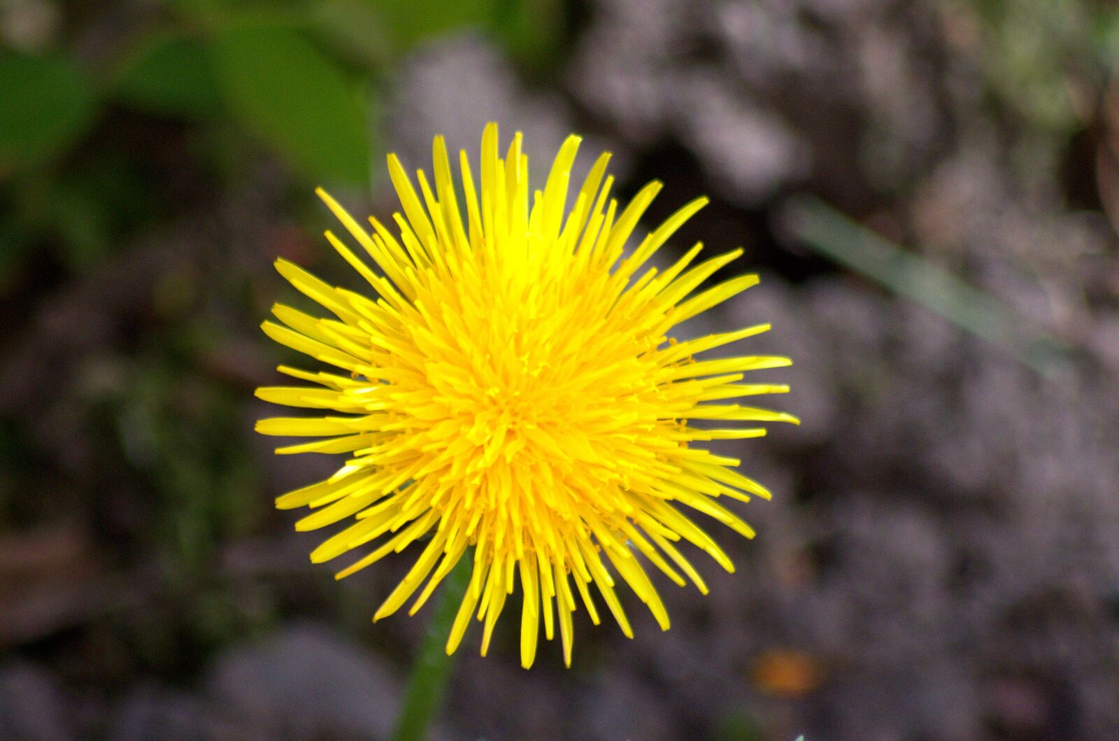 Nikon D5500 sample photo. Flower, plant, weed photography