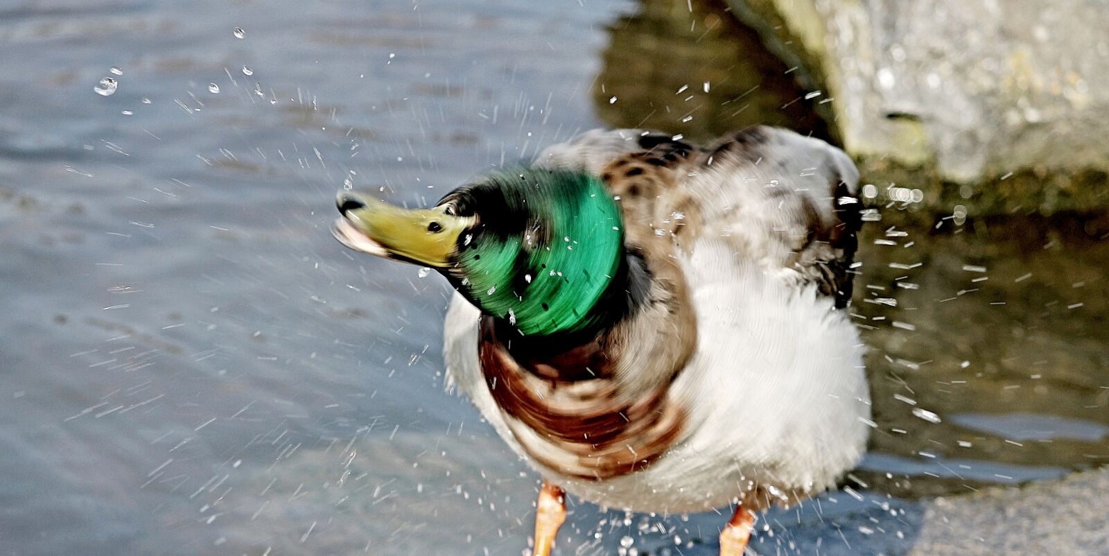 Canon EOS 1100D (EOS Rebel T3 / EOS Kiss X50) sample photo. Duck, inject, water splashes photography