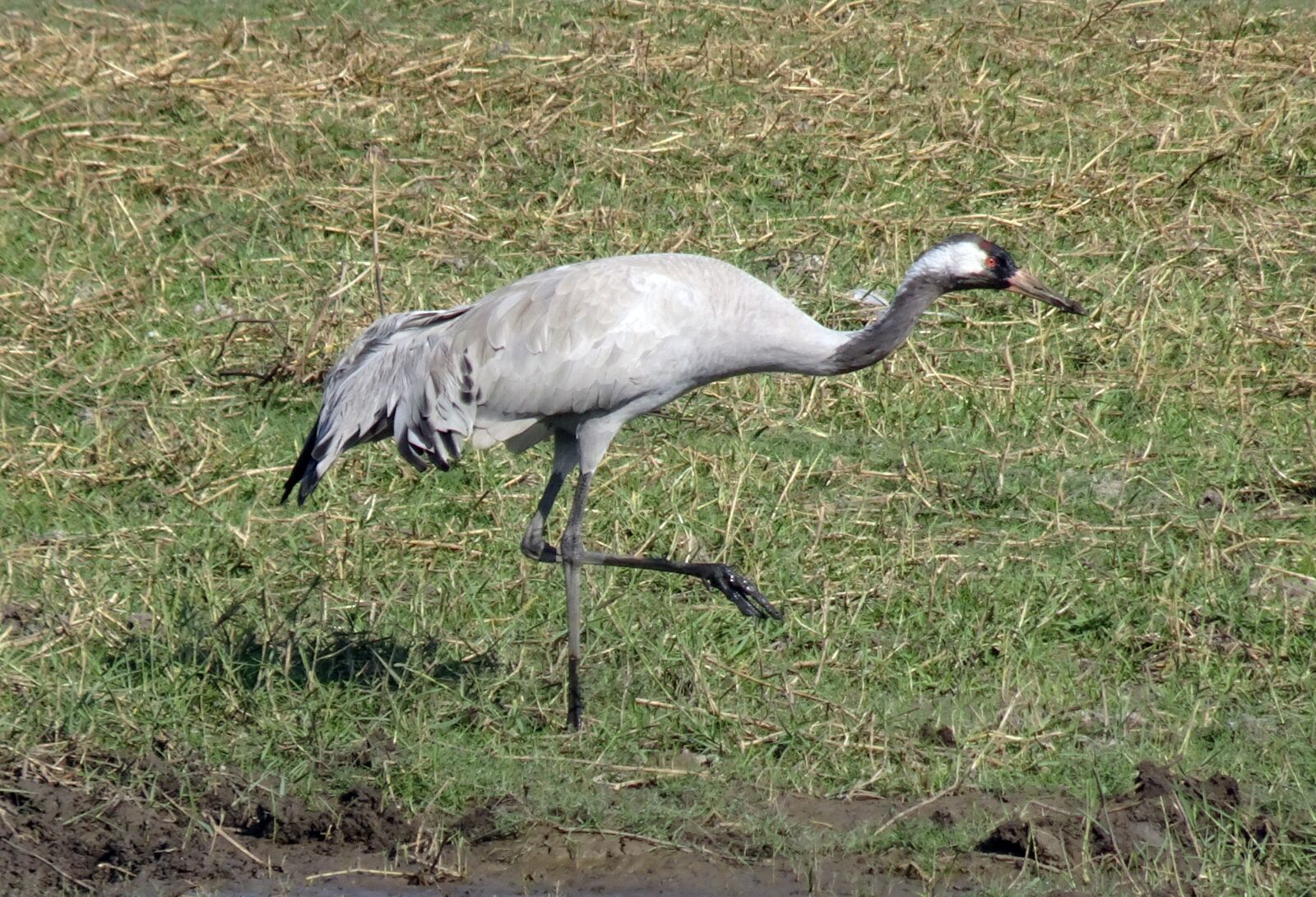 Sony Cyber-shot DSC-HX90V sample photo. Common crane, grus grus photography