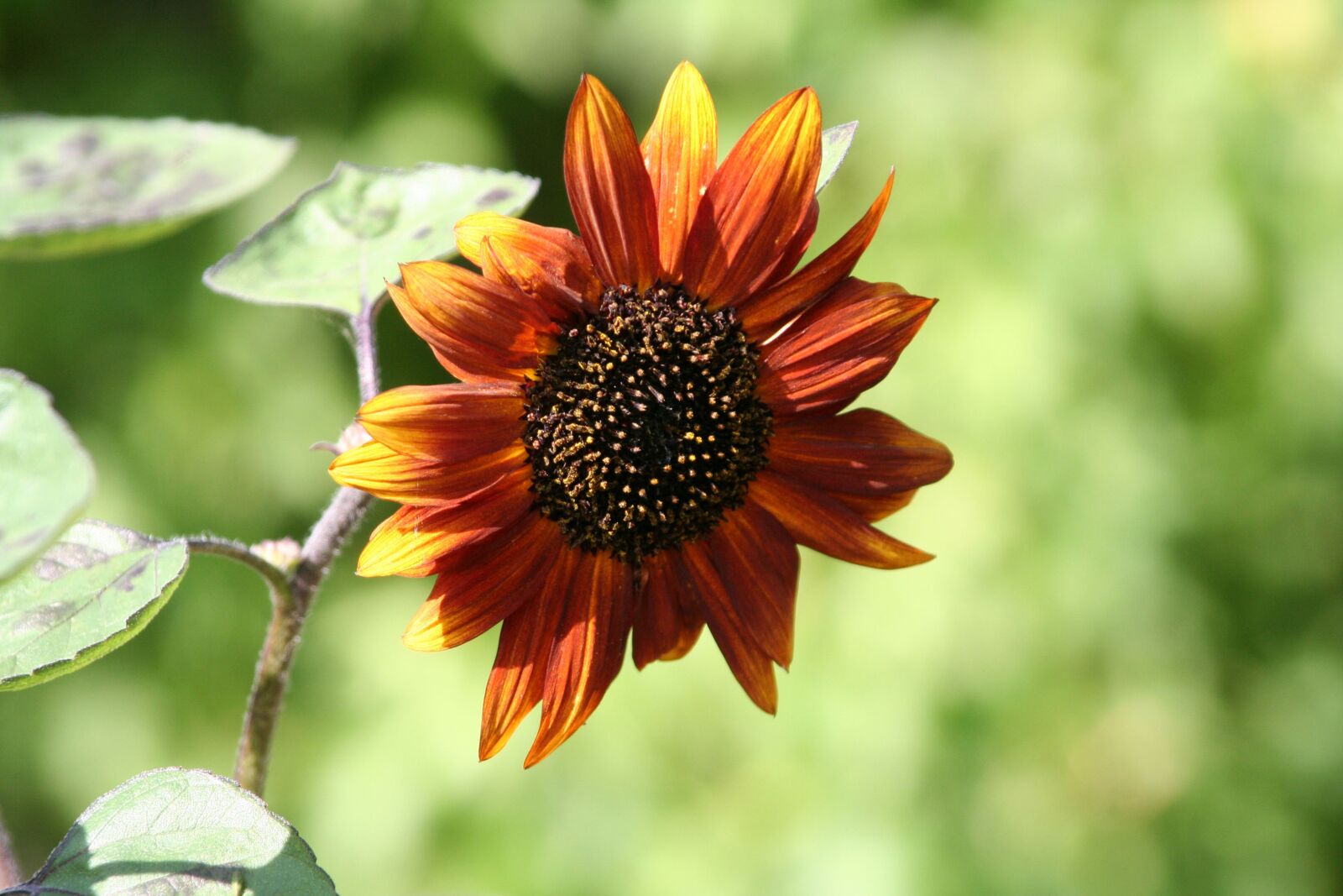 Canon EOS 350D (EOS Digital Rebel XT / EOS Kiss Digital N) sample photo. Sunflower, flower, agriculture photography