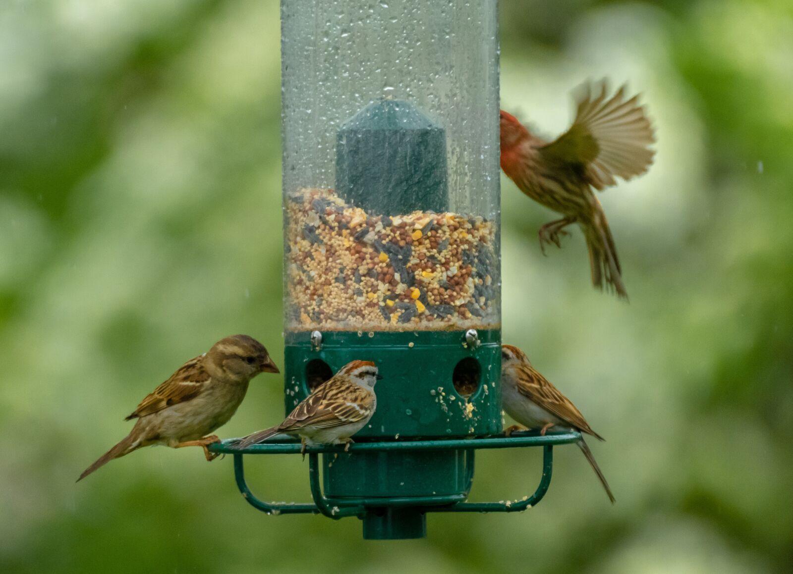 Nikon D500 sample photo. Birds, bird feeder, feeder photography