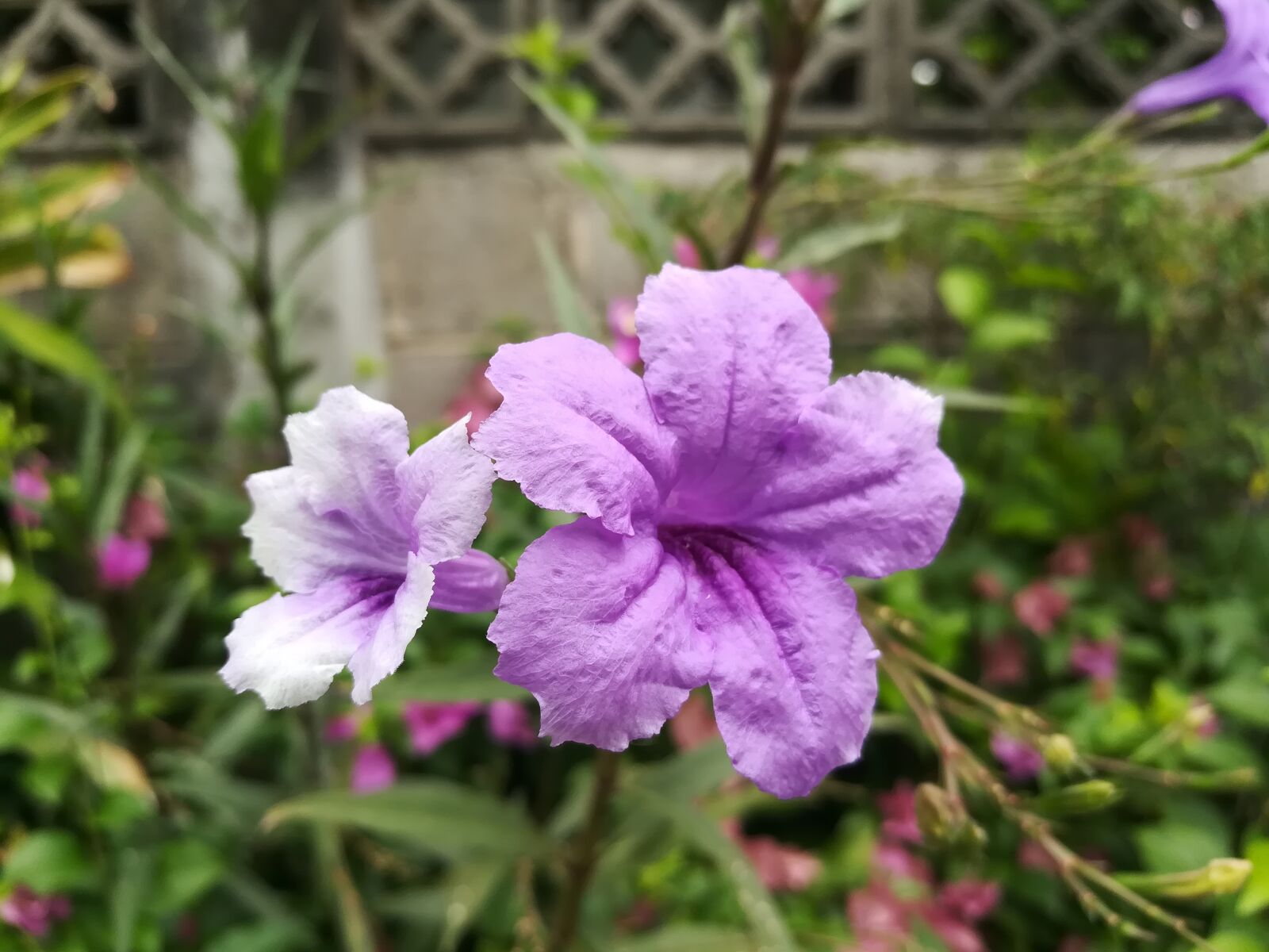 HUAWEI GR5 2017 sample photo. Flowers, purple photography