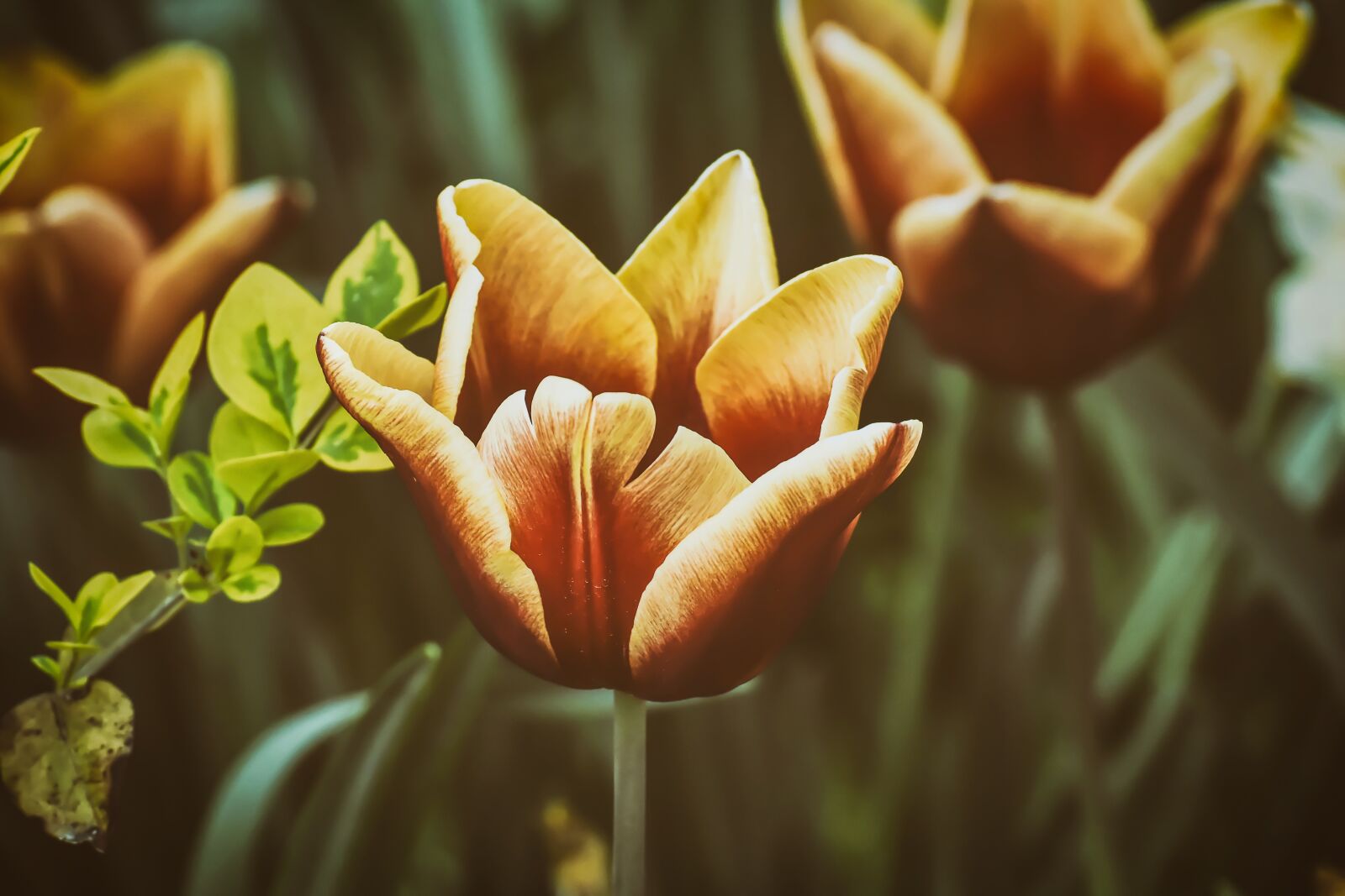 Nikon D7200 sample photo. Tulips, flowers, colorful photography