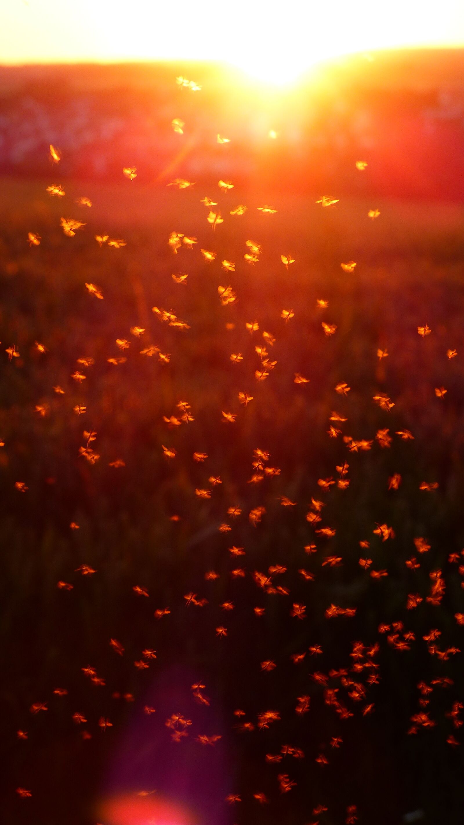 Panasonic Lumix DMC-FZ200 sample photo. Mosquito swarm, swarm, mosquitoes photography