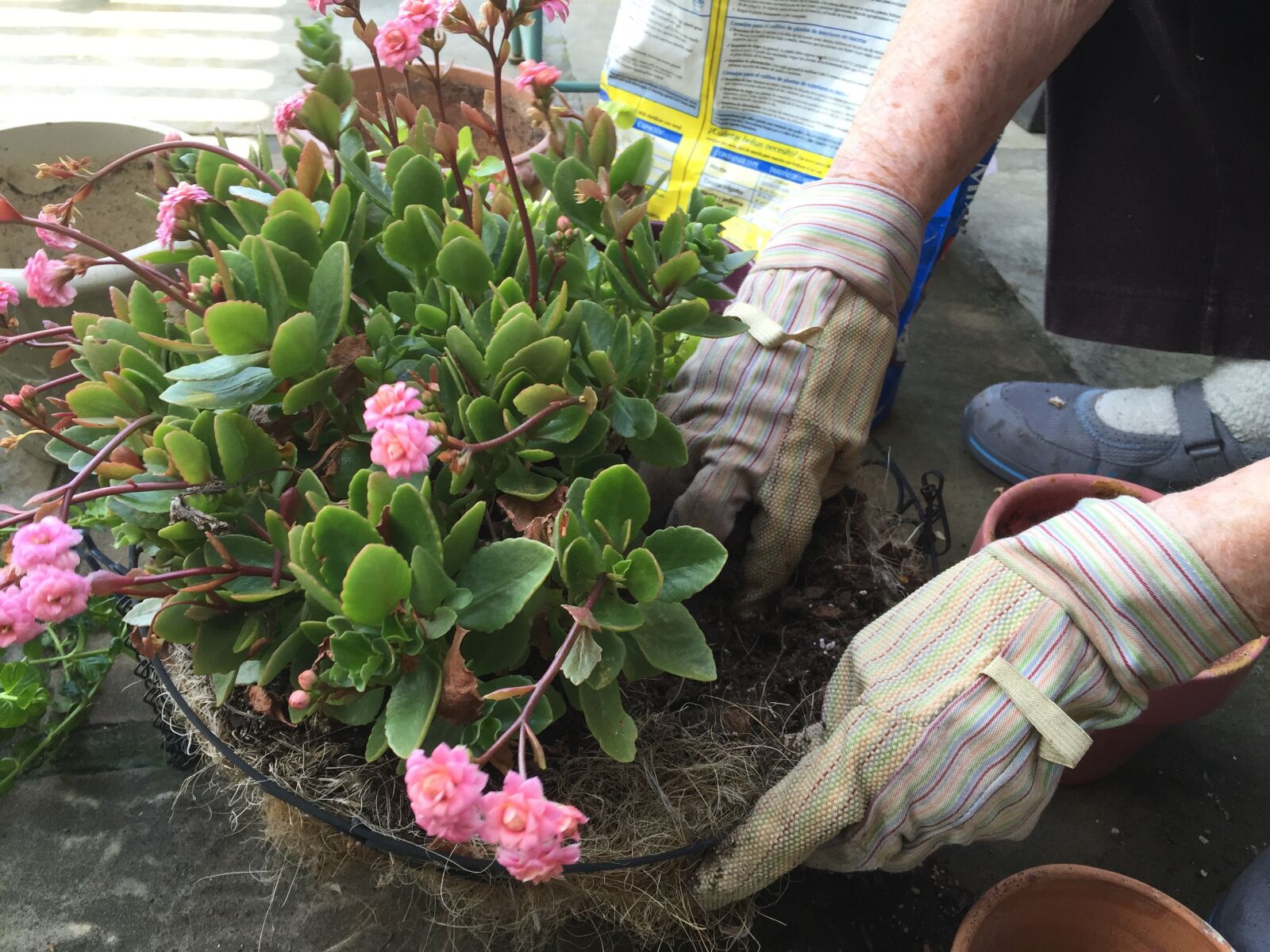 Apple iPhone 6 sample photo. Plants, potted, plants, woman photography
