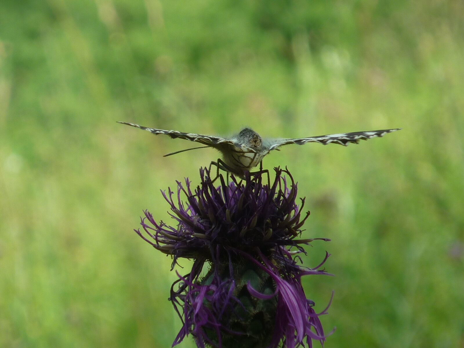 Panasonic Lumix DMC-FS6 sample photo. Butterfly, frontal, blossom photography