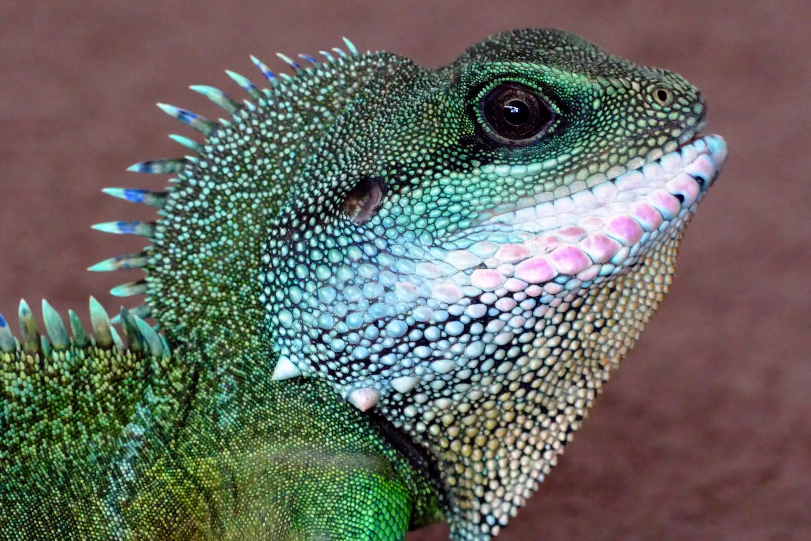 Panasonic Lumix DMC-FZ1000 sample photo. Dragon, chinese water dragon photography