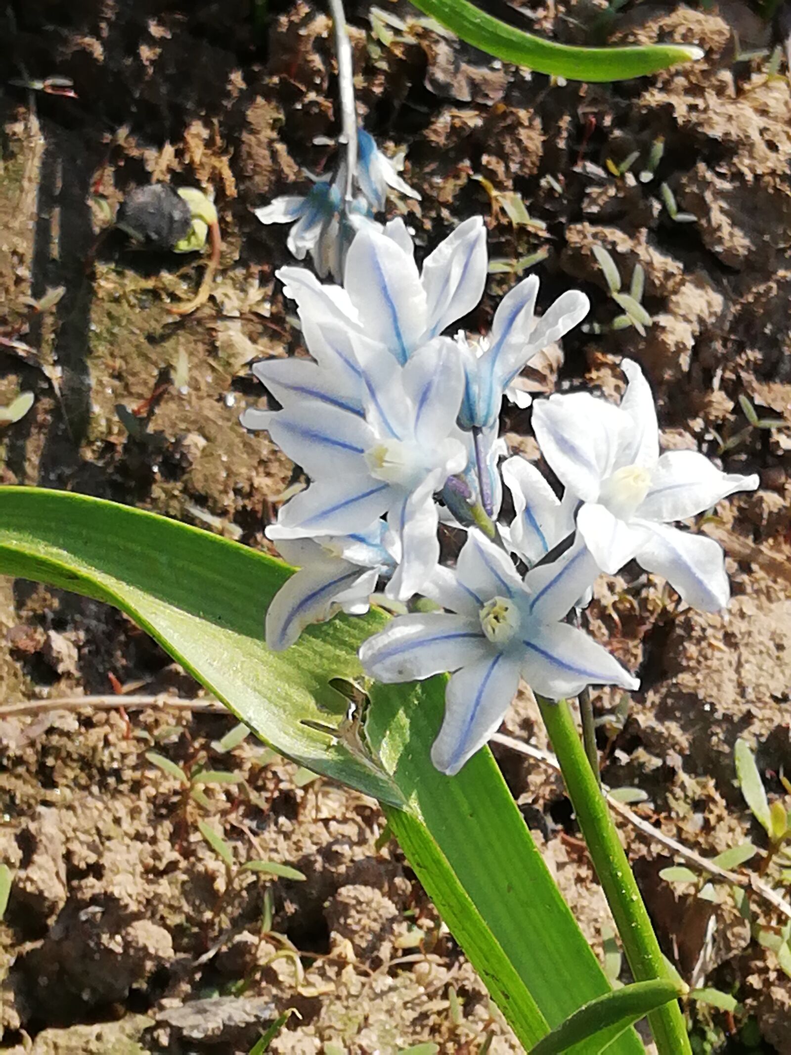 HUAWEI P20 lite sample photo. Blue, flower, petals photography