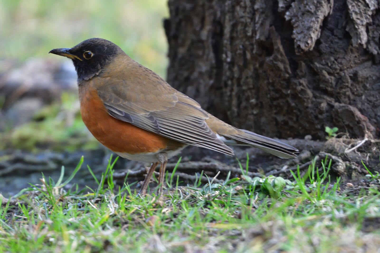 Nikon D500 sample photo. Bird, wild animals, natural photography