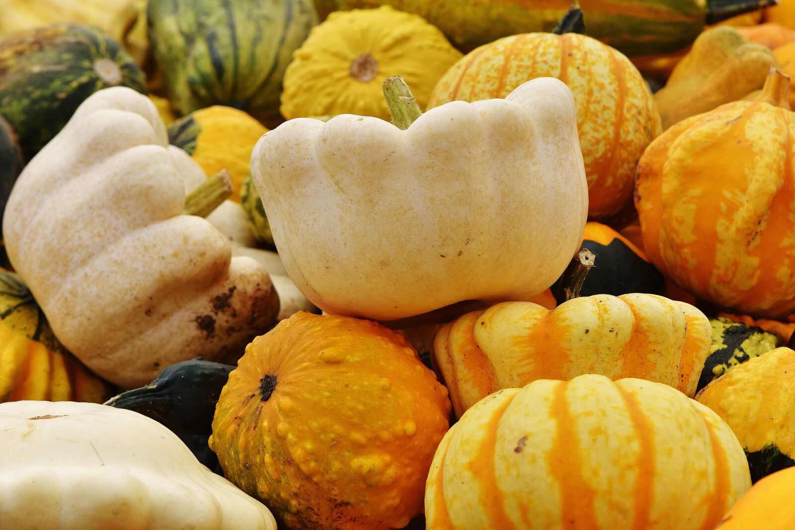 Nikon D7200 sample photo. Pumpkins, autumn, autumn decoration photography
