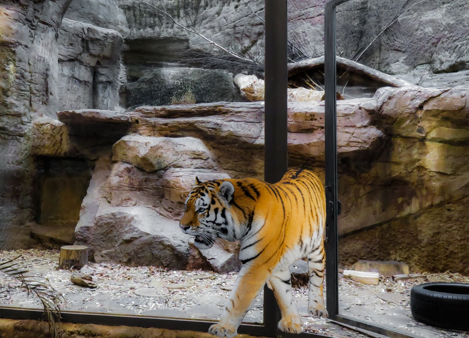 Canon PowerShot SX710 HS sample photo. Animal, tiger, big cat photography