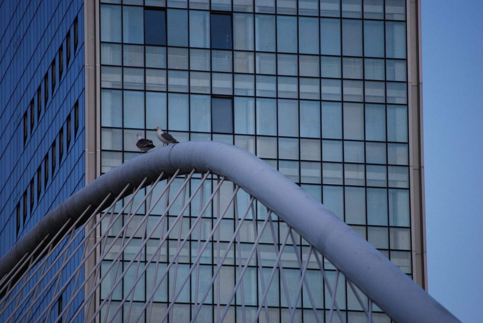 Nikon D60 sample photo. Bilbao, building, birds photography