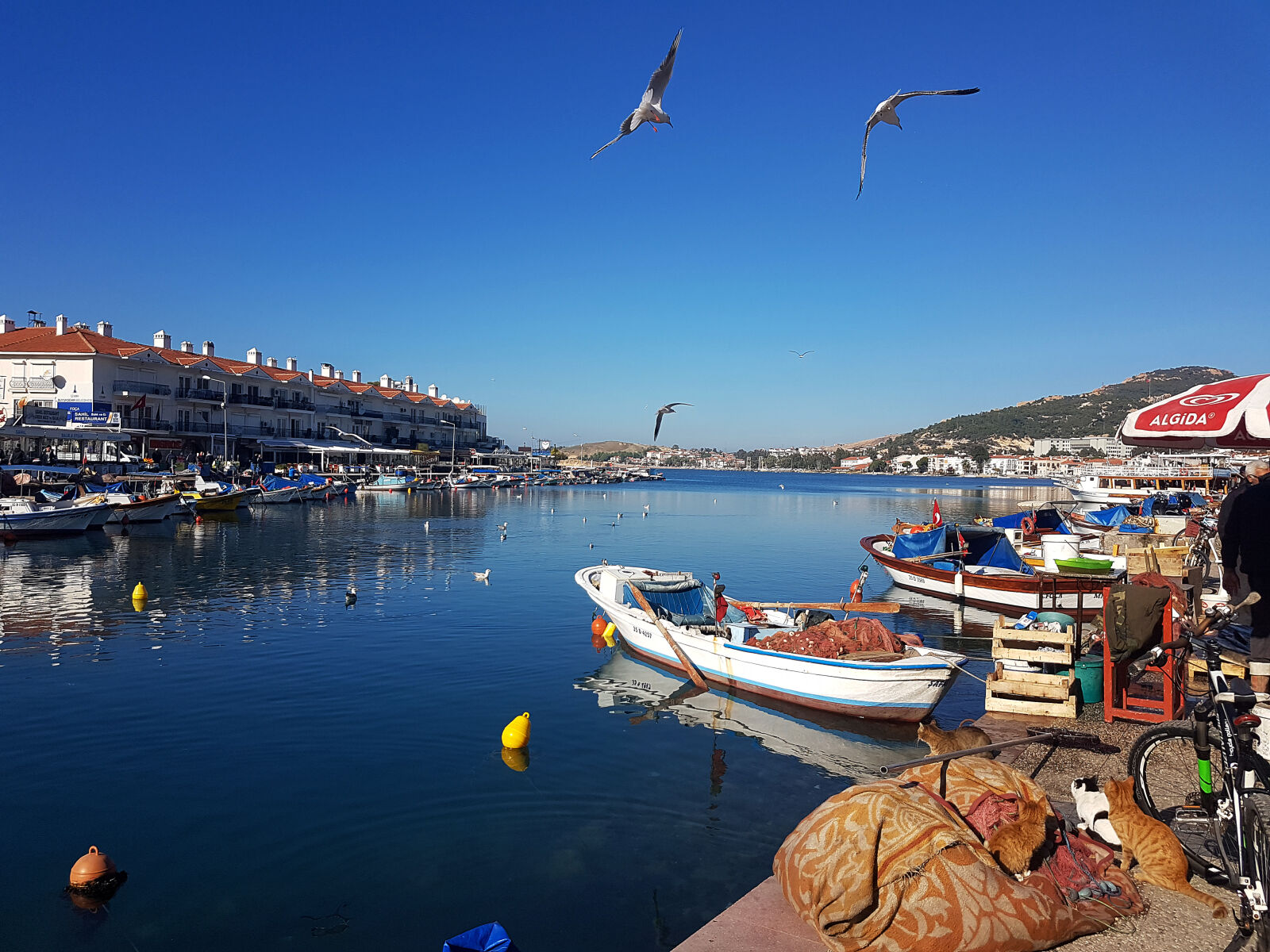 Samsung Galaxy S7 Edge sample photo. Evening, sun, fish, market photography