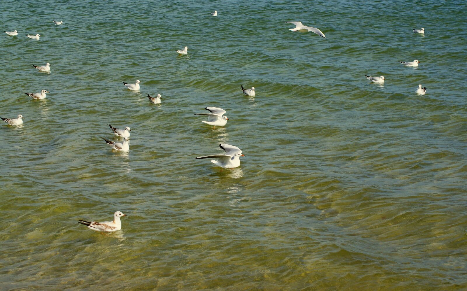 Sony Alpha DSLR-A300 sample photo. Gulls śmieszki, seagull, śmieszka photography