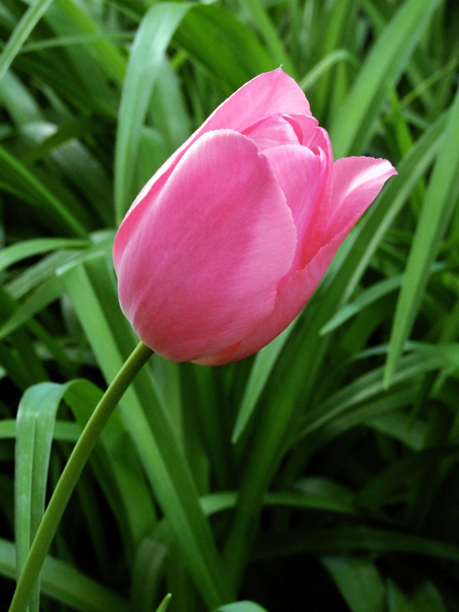 Fujifilm FinePix S100fs sample photo. Tulip, pink, spring photography
