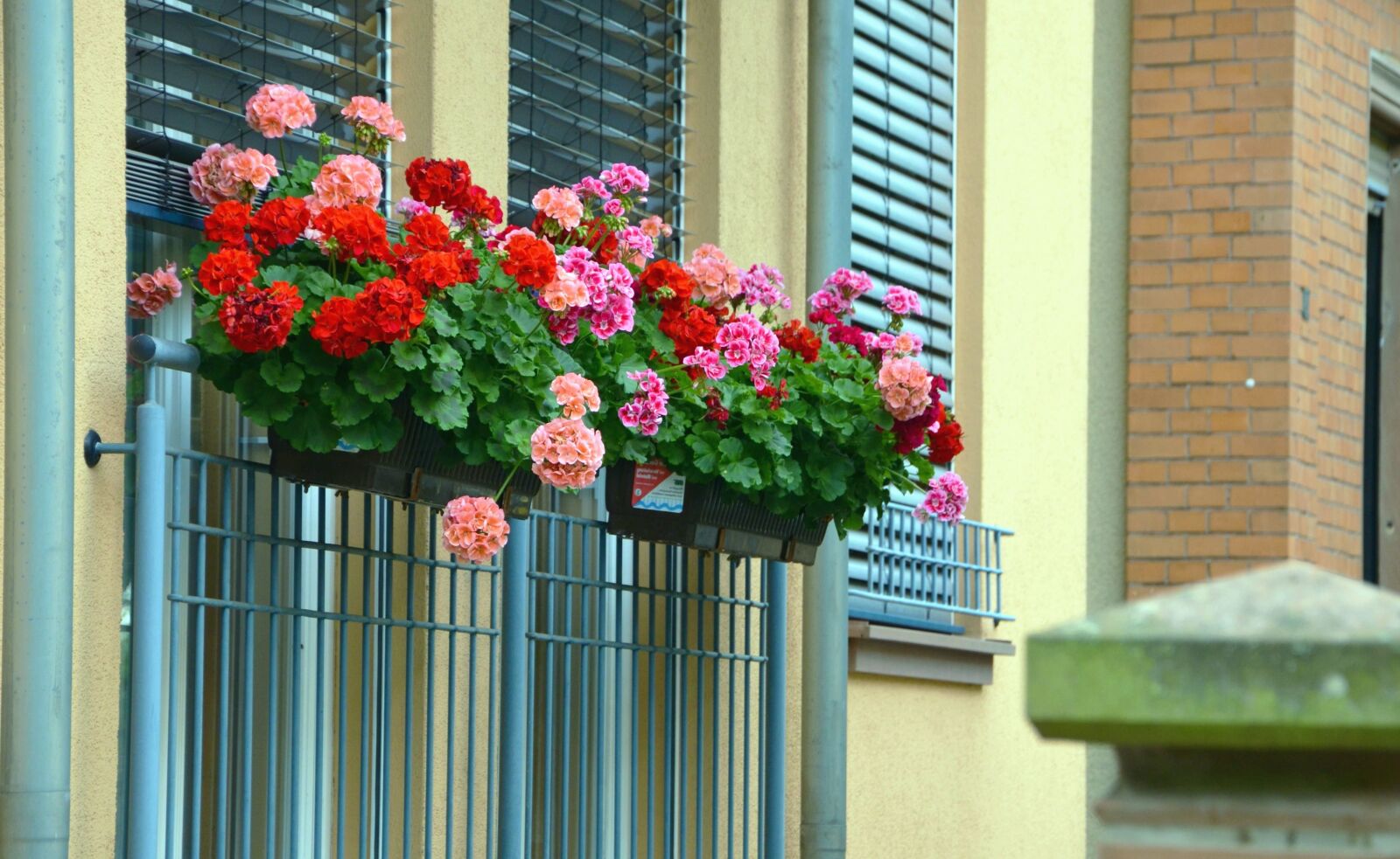 Nikon D5100 sample photo. Flower, flowerpot, decoration, building photography