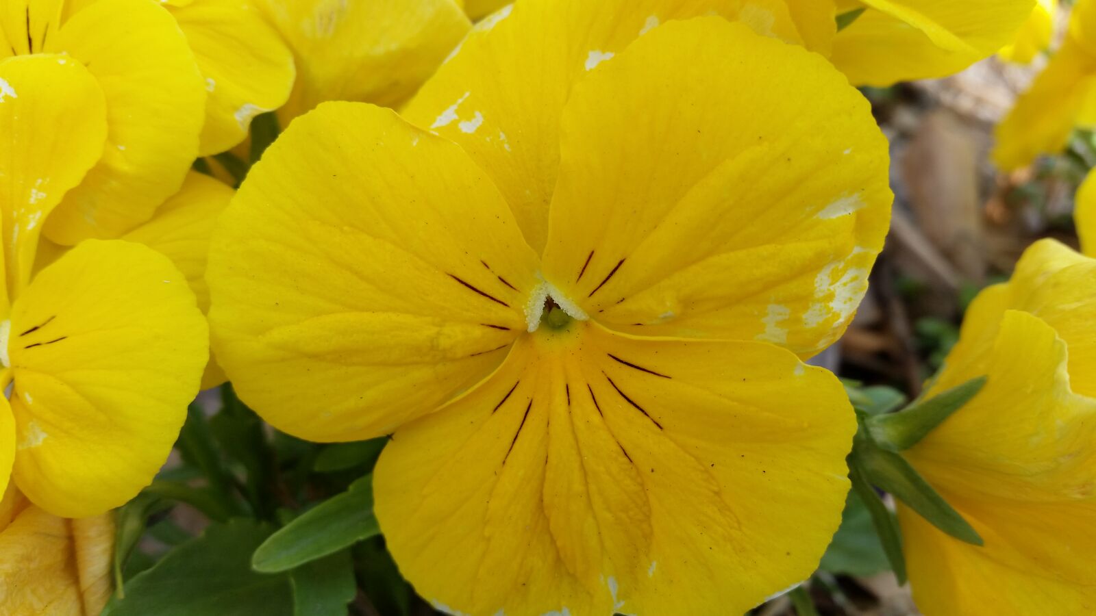 Samsung Galaxy S5 sample photo. Bright, flower, pansy, yellow photography
