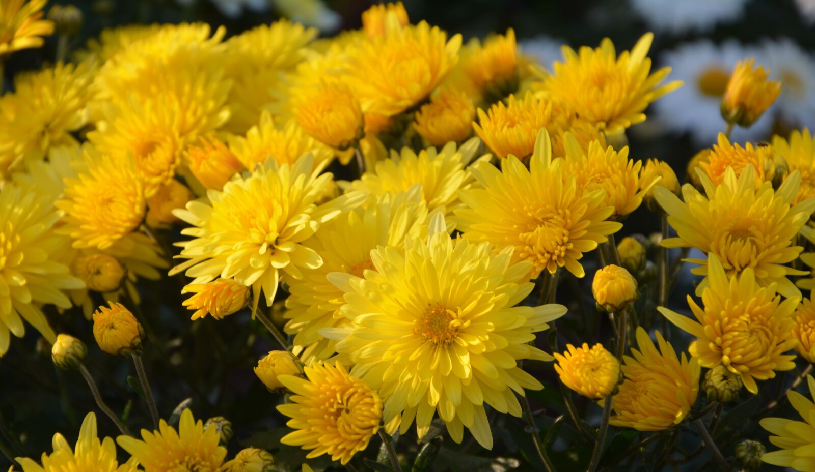 Nikon D7100 sample photo. Flower, chichewa live, vivid photography
