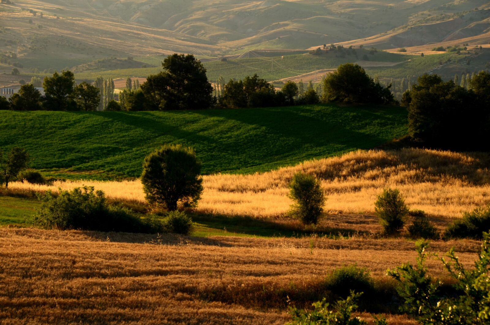 Nikon D5100 sample photo. Landscape, tree, taylor photography