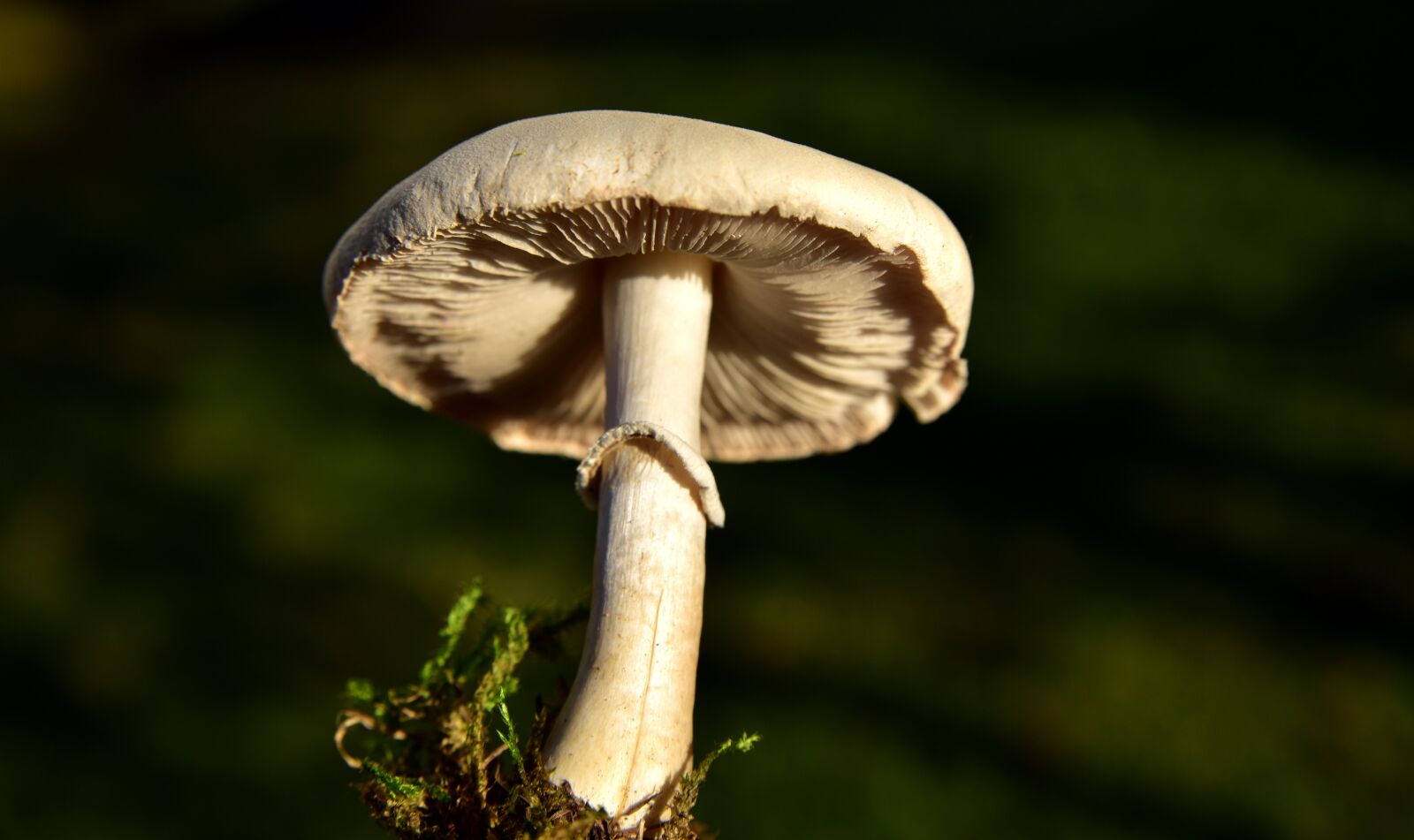 Nikon D750 sample photo. Mushroom, meadow mushroom, lamellar photography